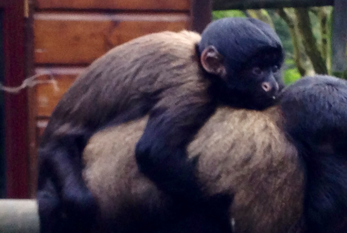 Red-backed Bearded saki