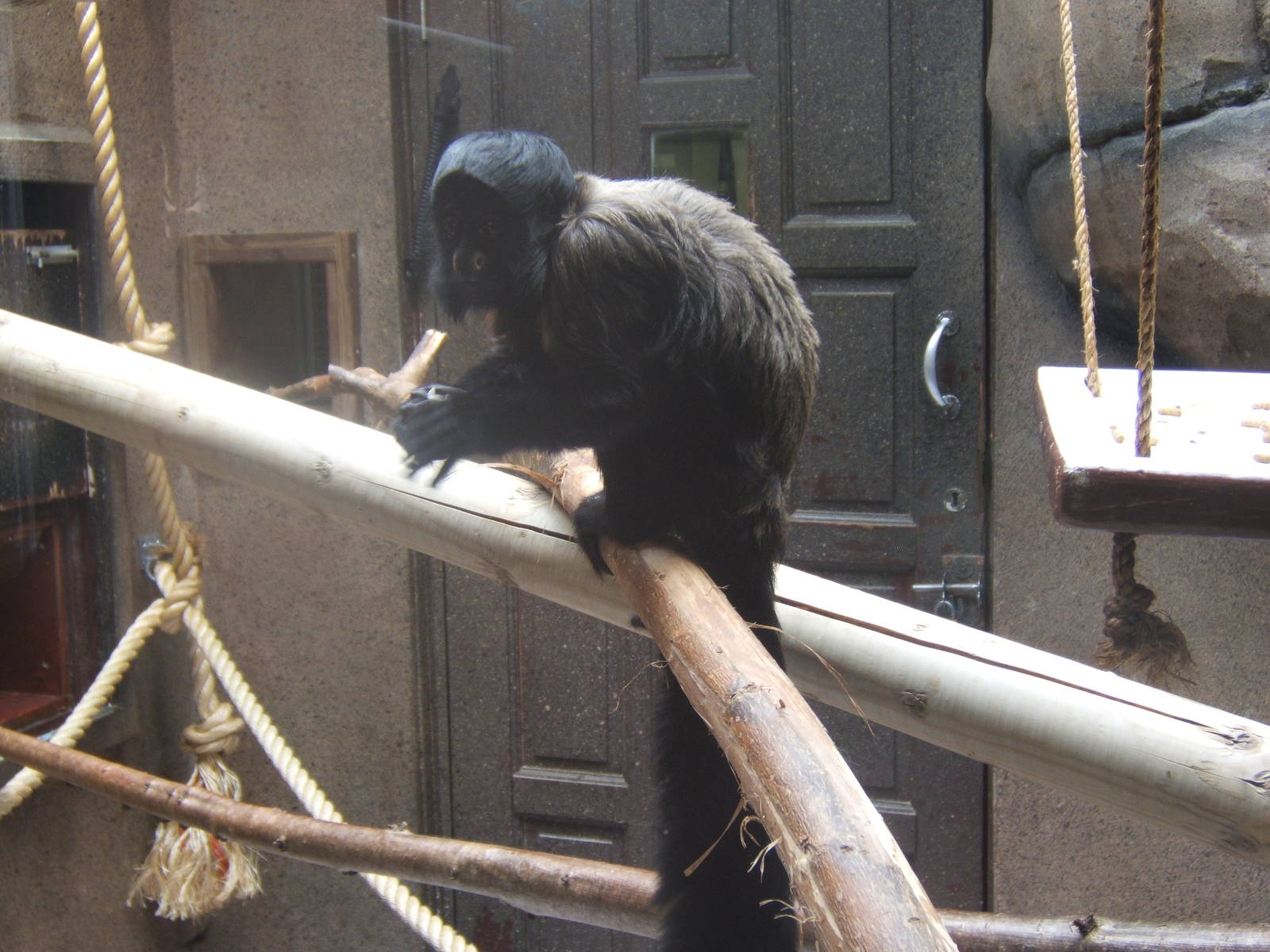 Red-backed Bearded Saki