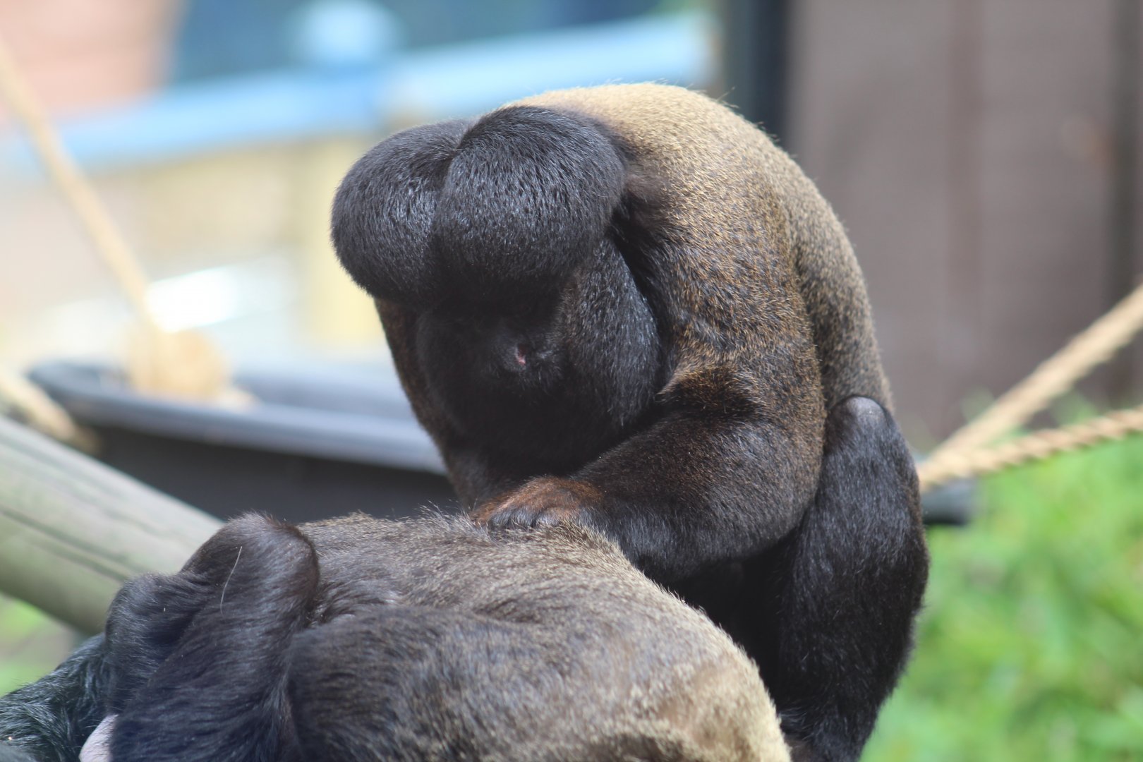 Red-Backed Bearded Saki