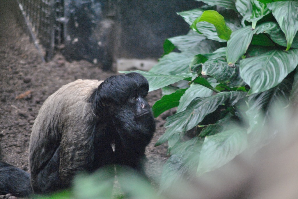 Red-backed bearded saki