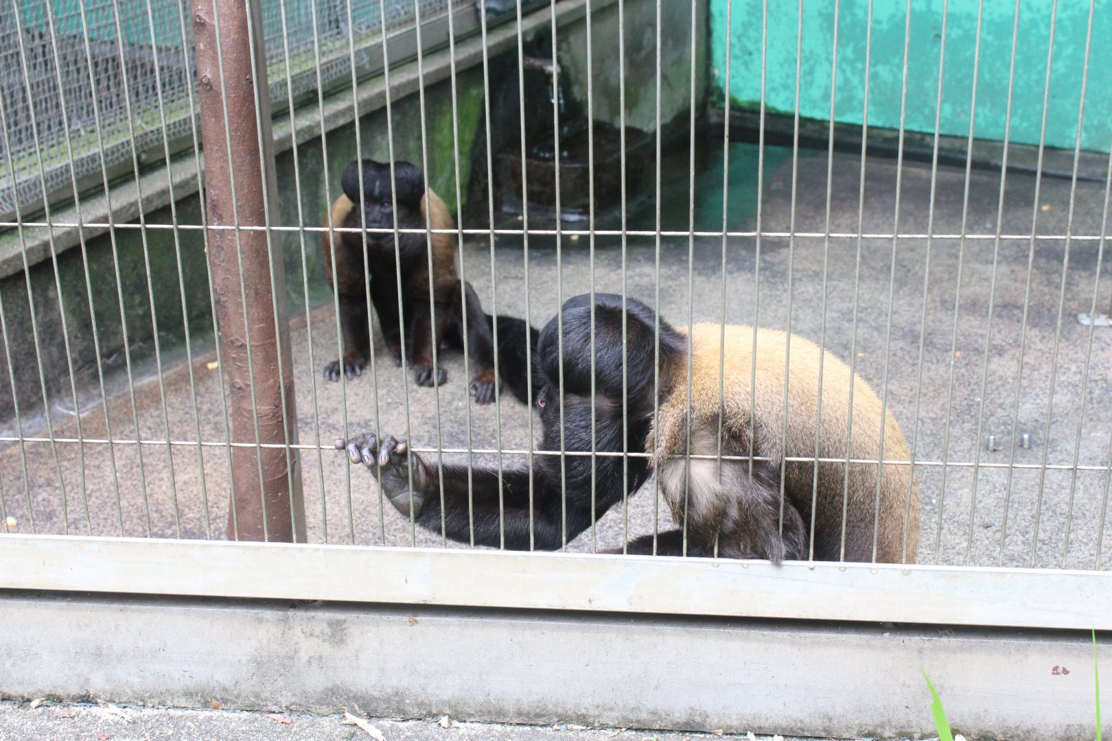 Red-backed bearded saki