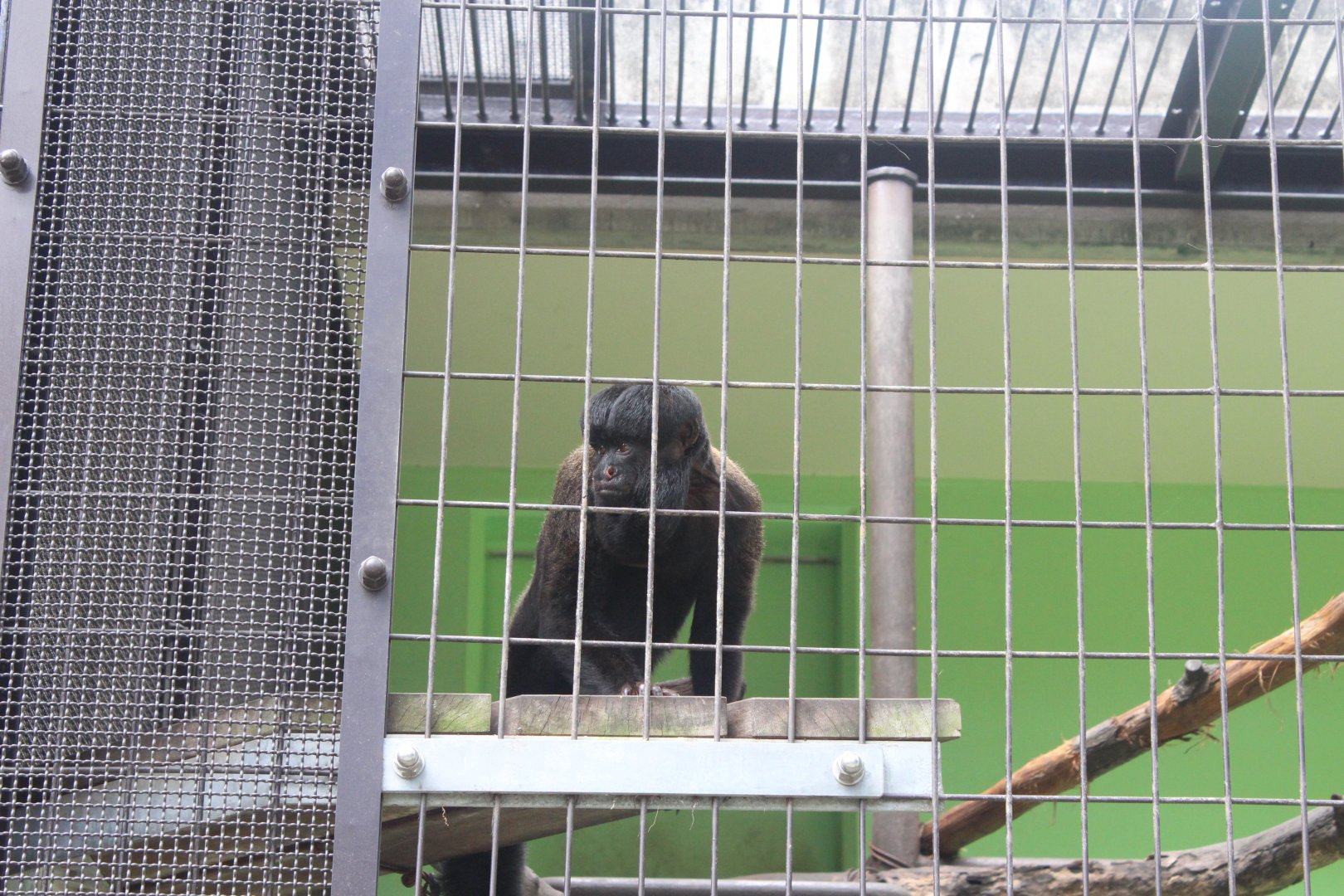 Red-backed bearded saki