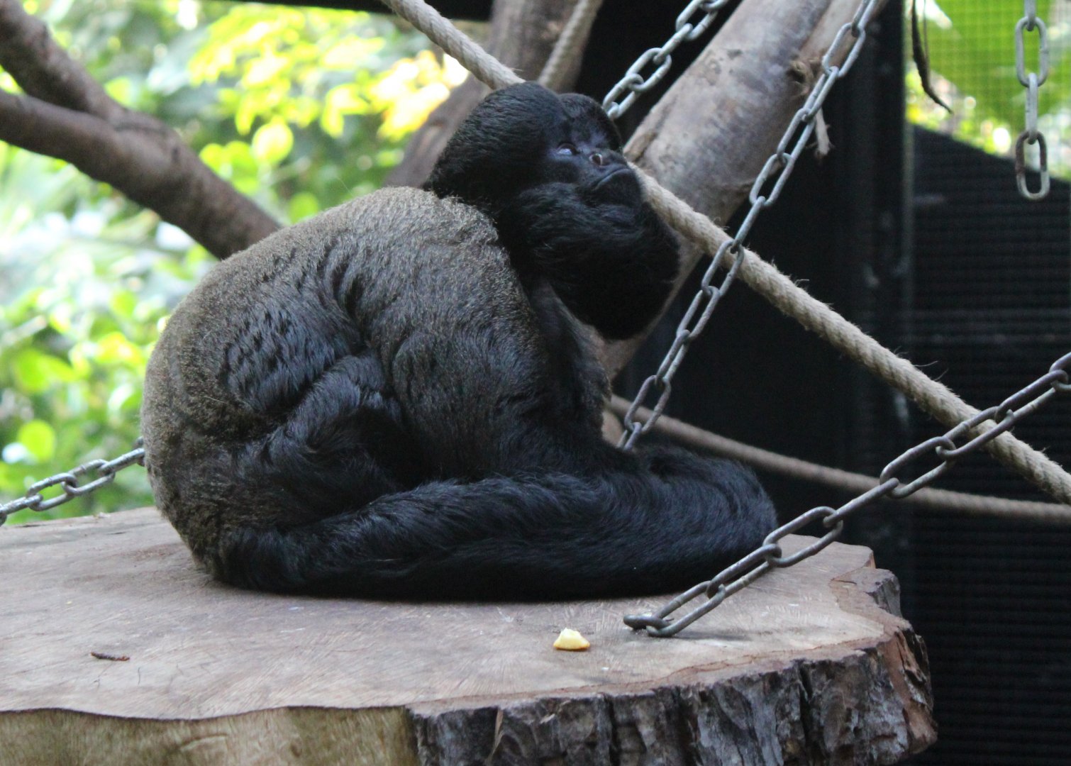 Red-backed bearded saki