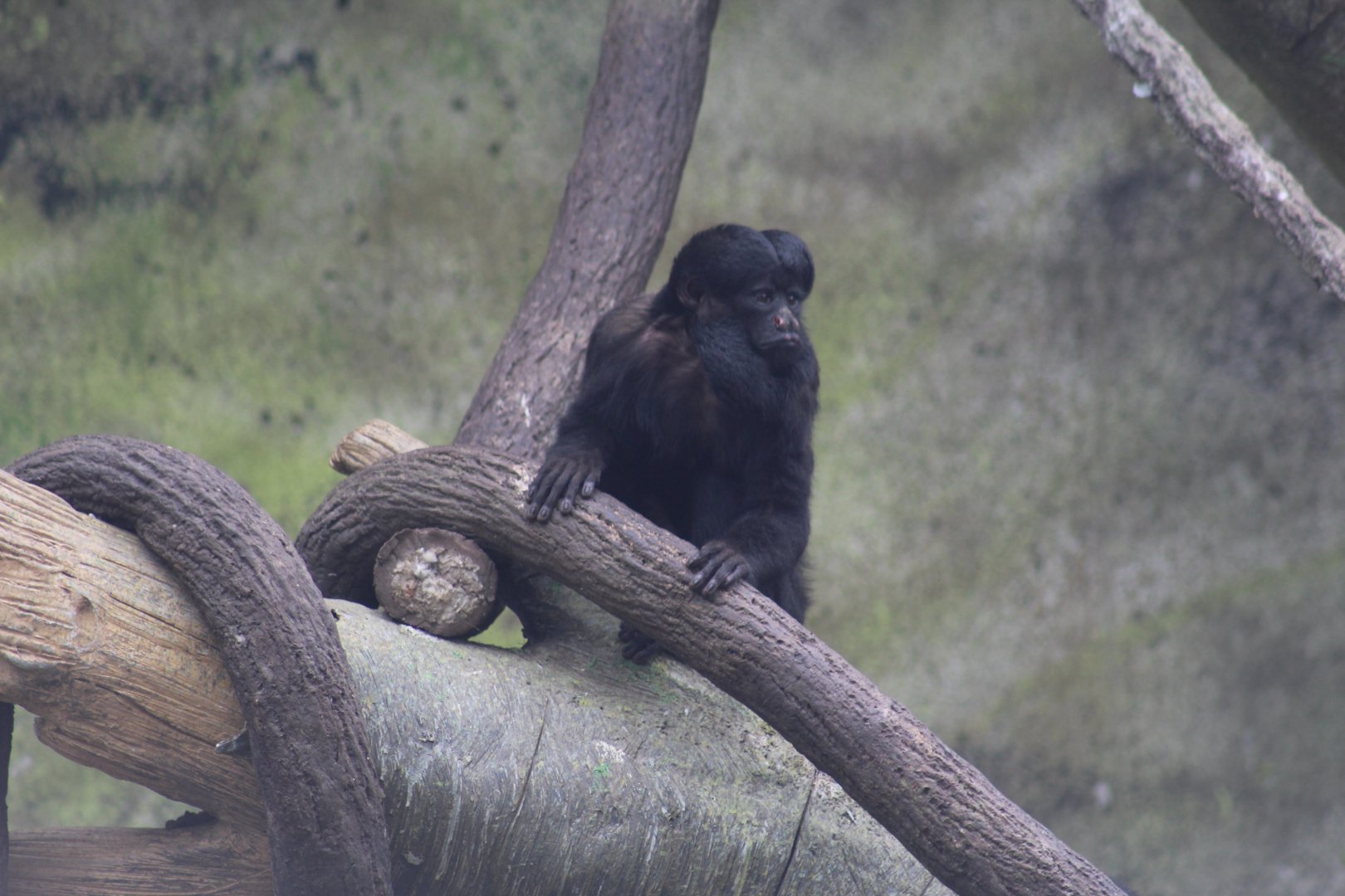 Red-Backed Bearded Saki