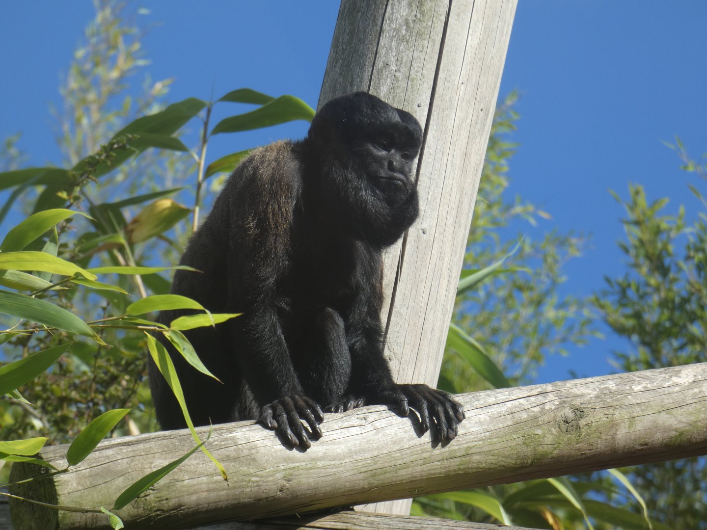 Red-backed Bearded Saki