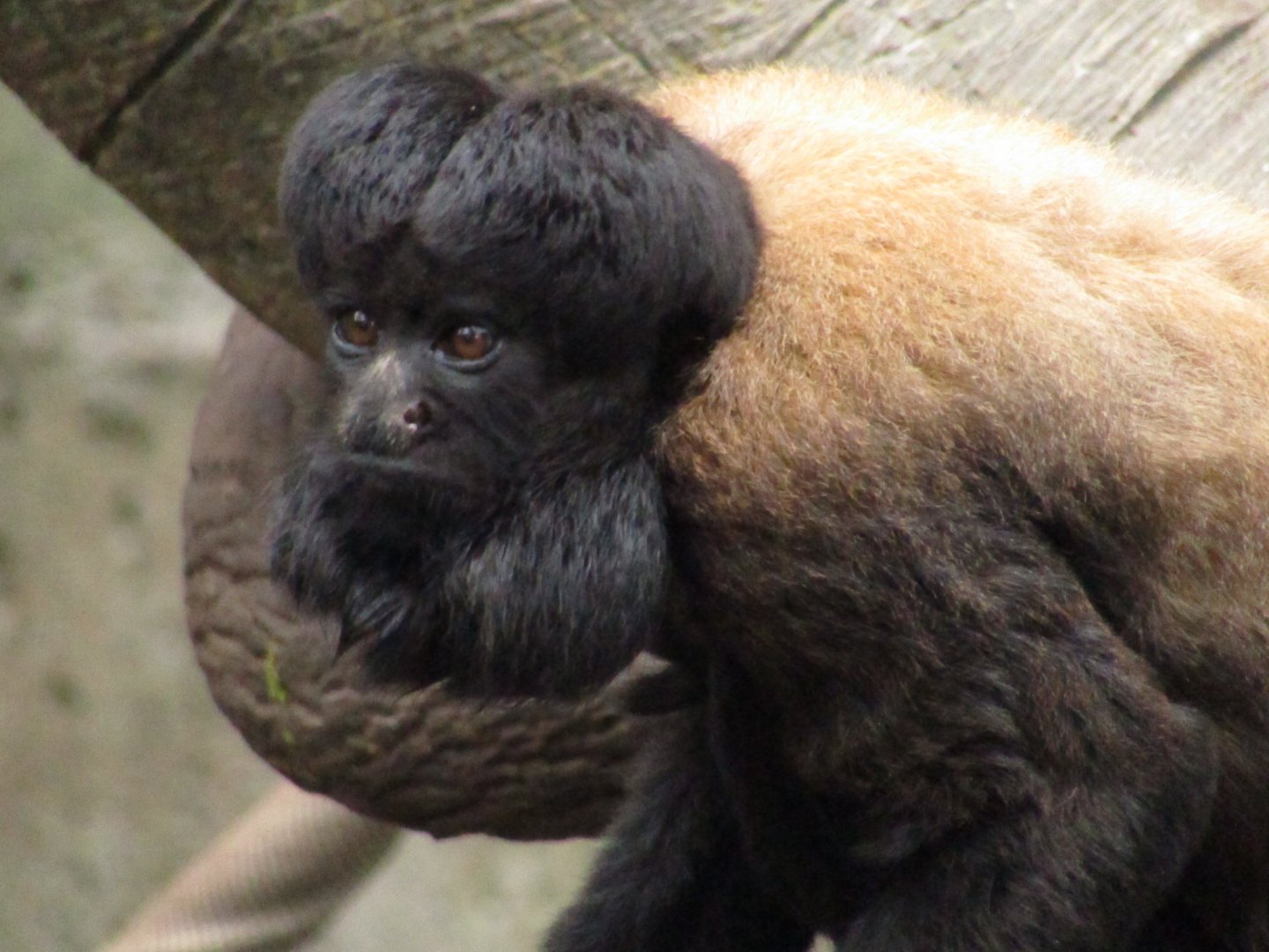 Red Backed Bearded Saki