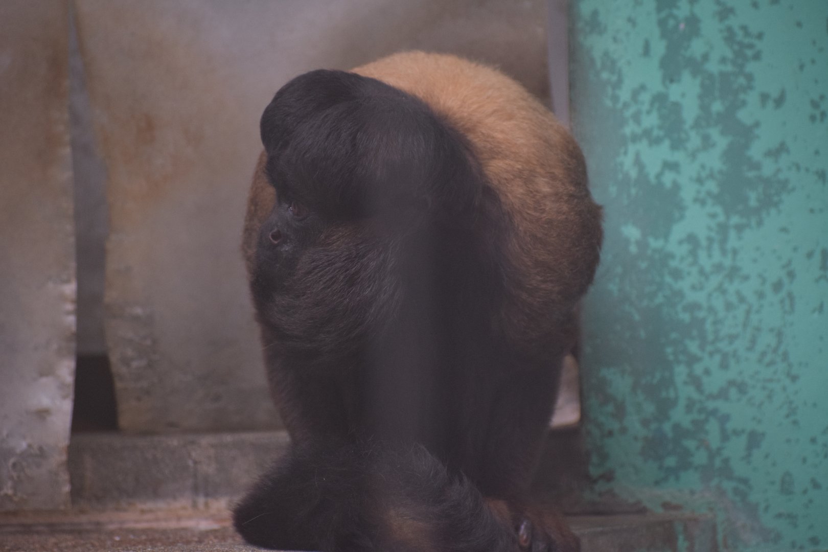 Red-backed bearded saki