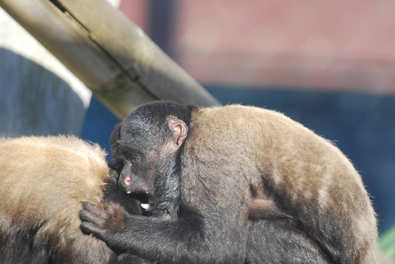 Red-backed bearded sakis play-fighting