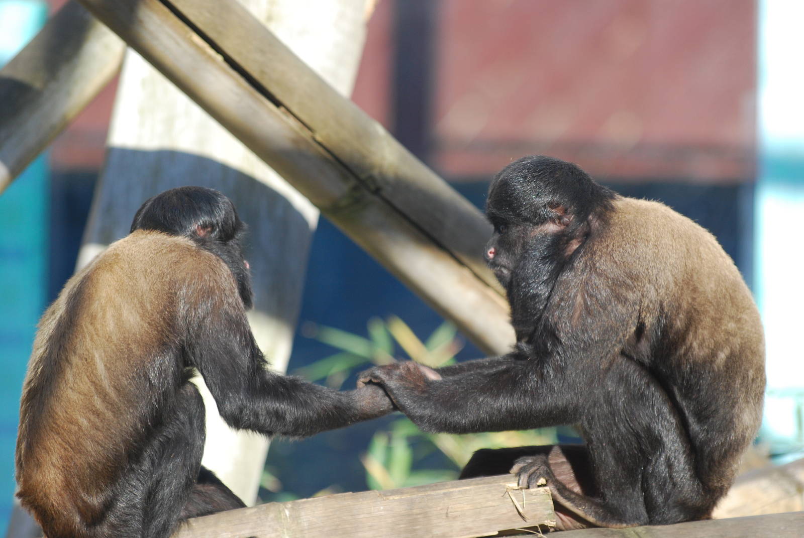 Red-backed bearded sakis