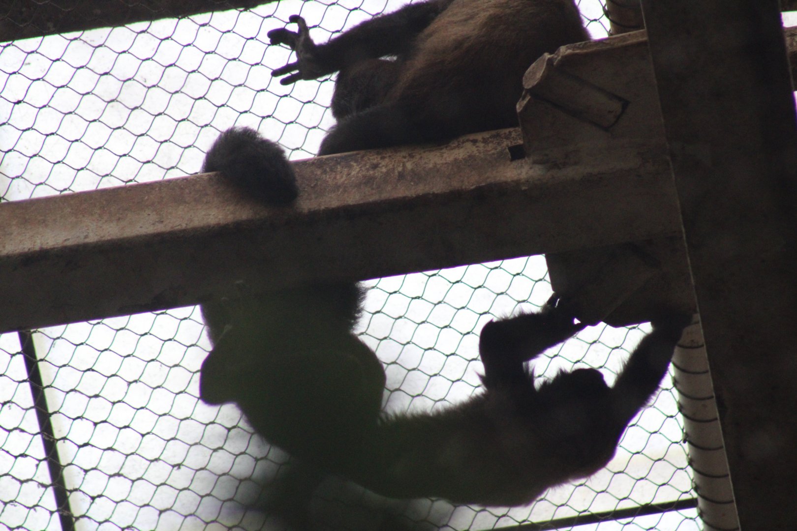 Red-backed Bearded Sakis