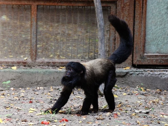 Red-backed beared saki