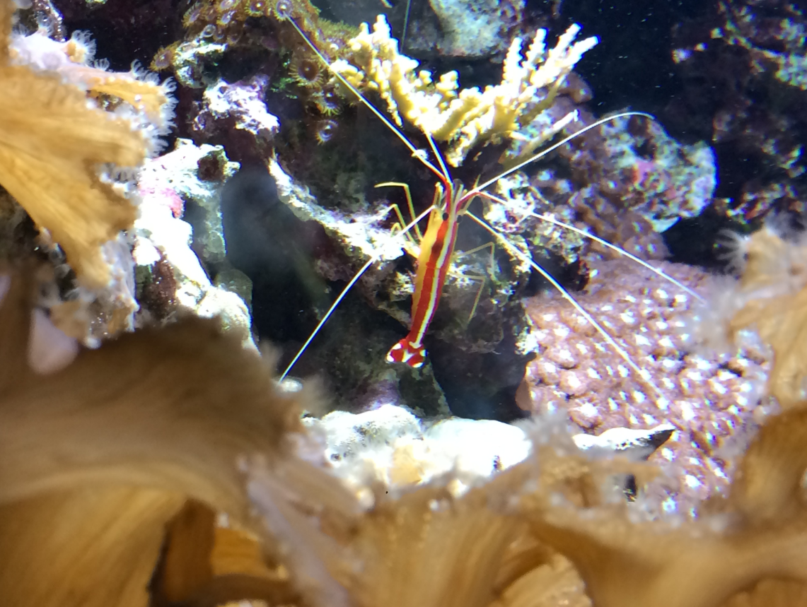 Red-Backed Cleaner Shrimp (Lysmata amboinensis)