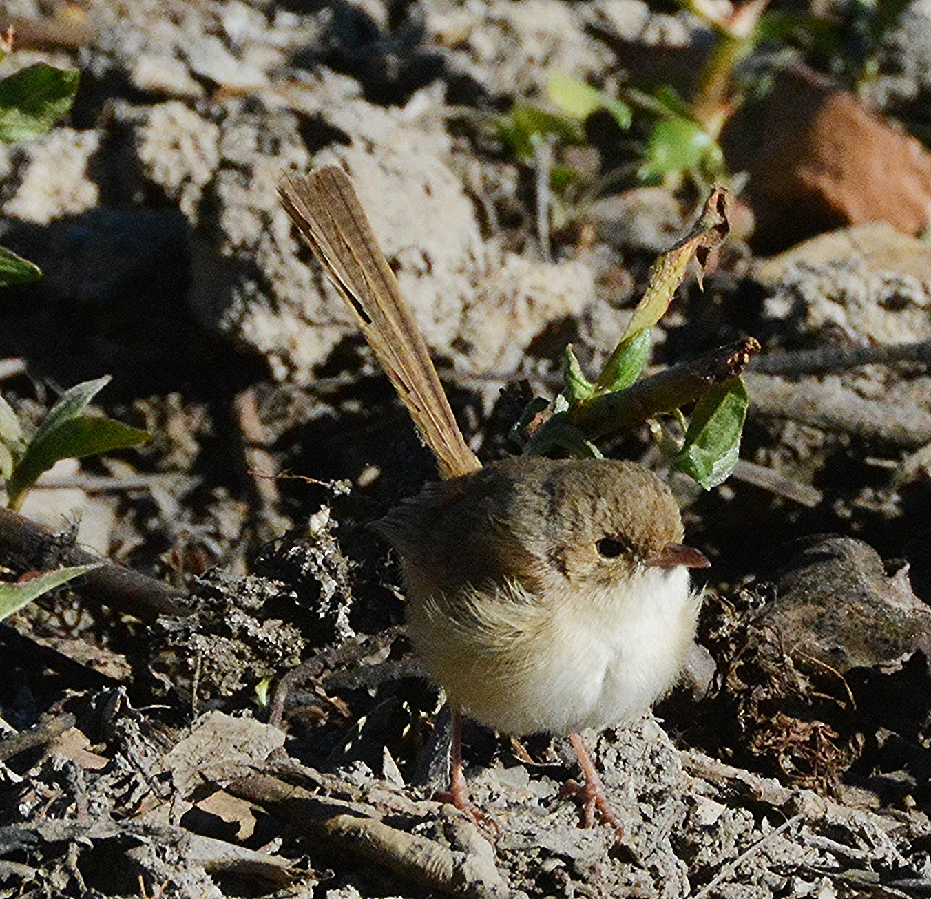 Red-backed fairy-wren (female)