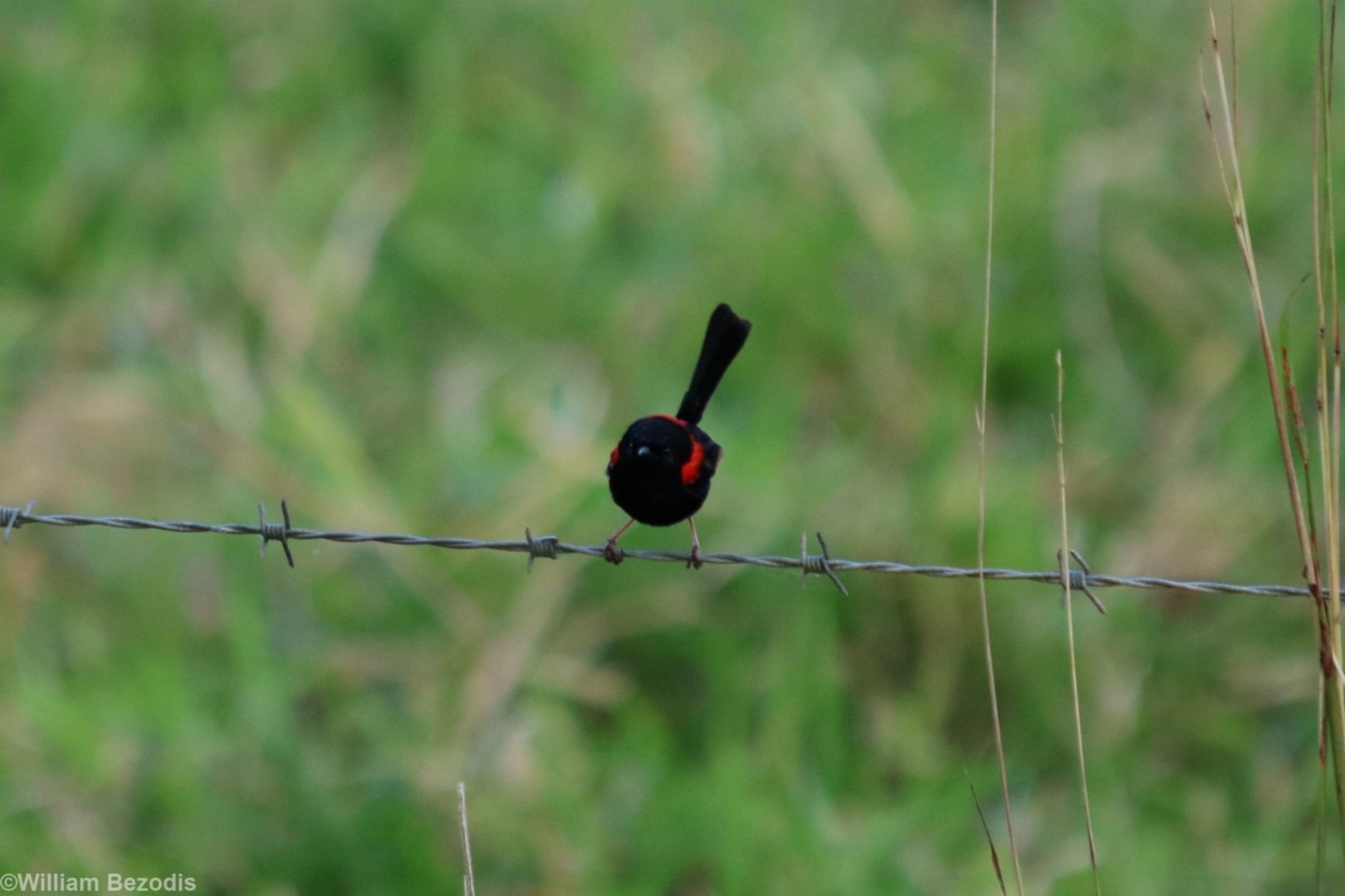 Red-backed Fairy-wren - Kingfisher Park