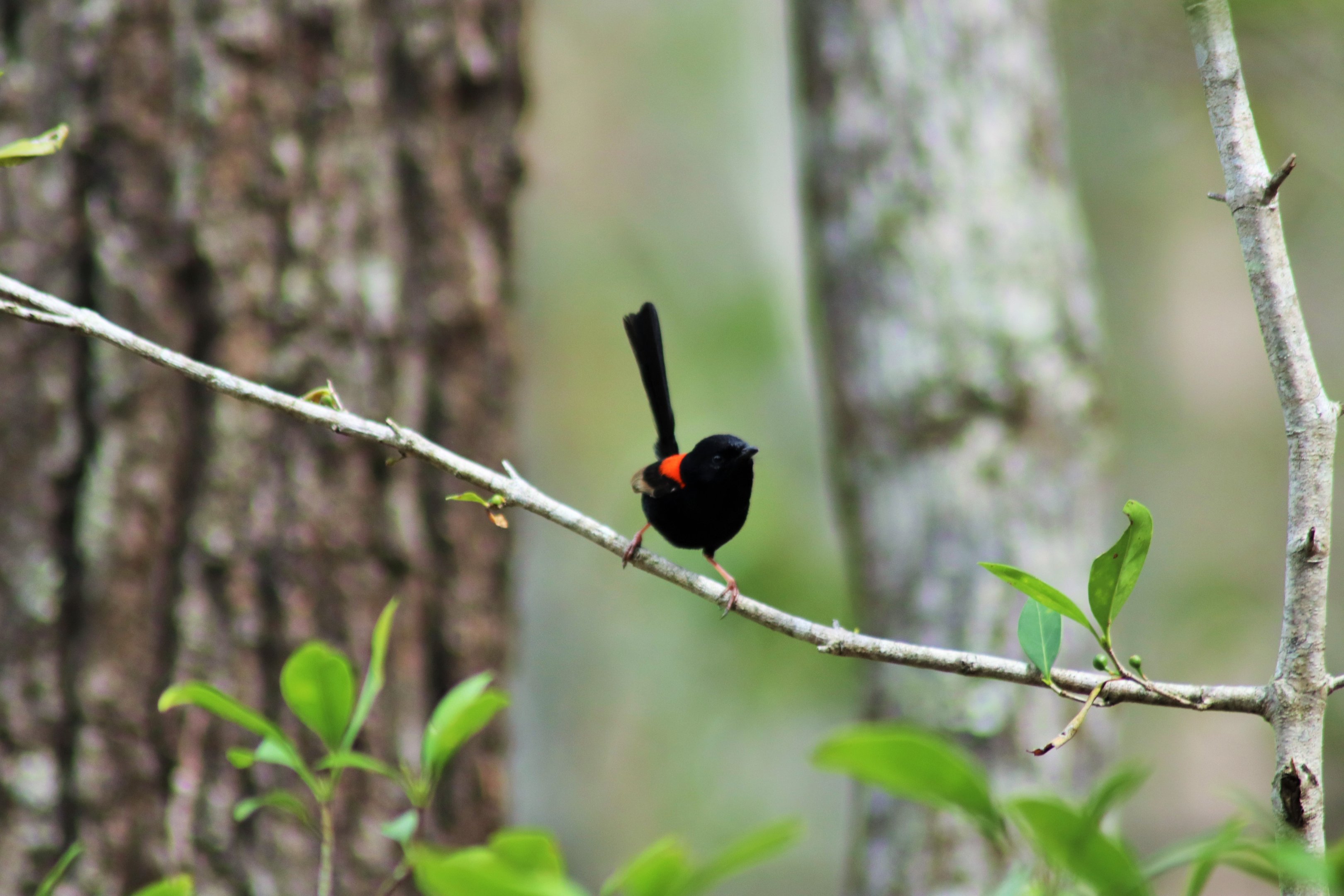 Red-backed Fairy Wren (Malurus melanocephalus)
