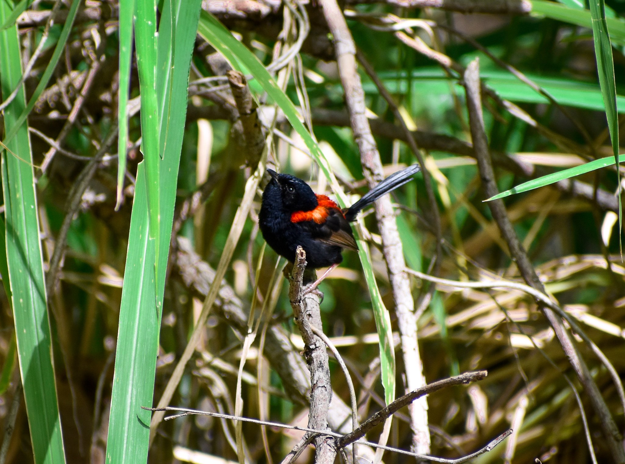 Red-backed Fairywren (Malurus melanocephalus)