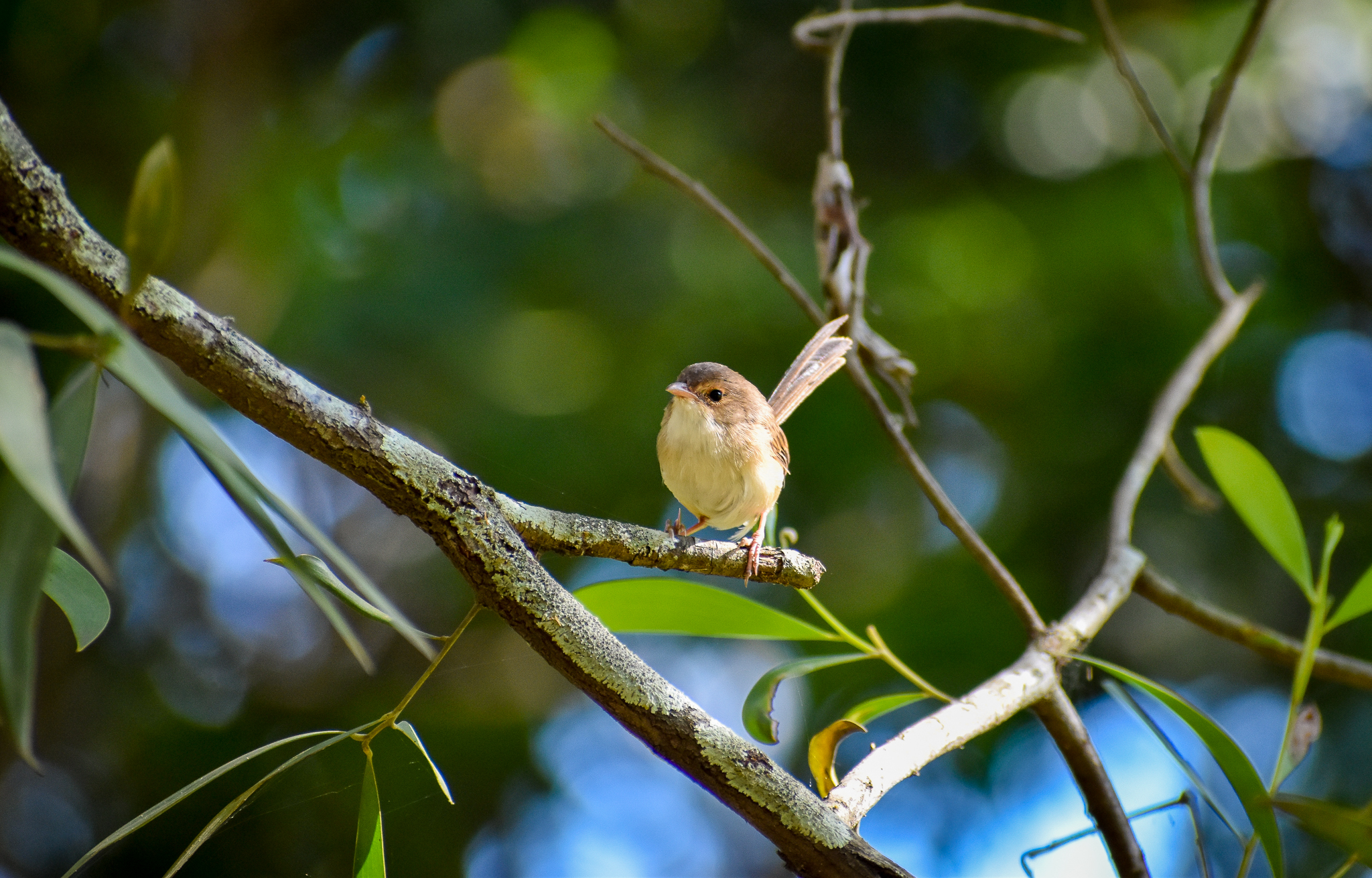 Red-backed Fairywren (Malurus melanocephalus)