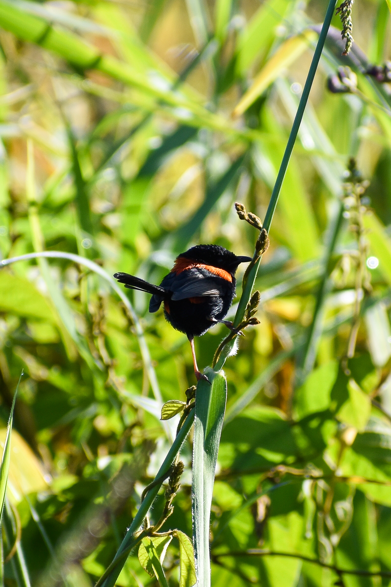 Red-backed Fairywren (Malurus melanocephalus)