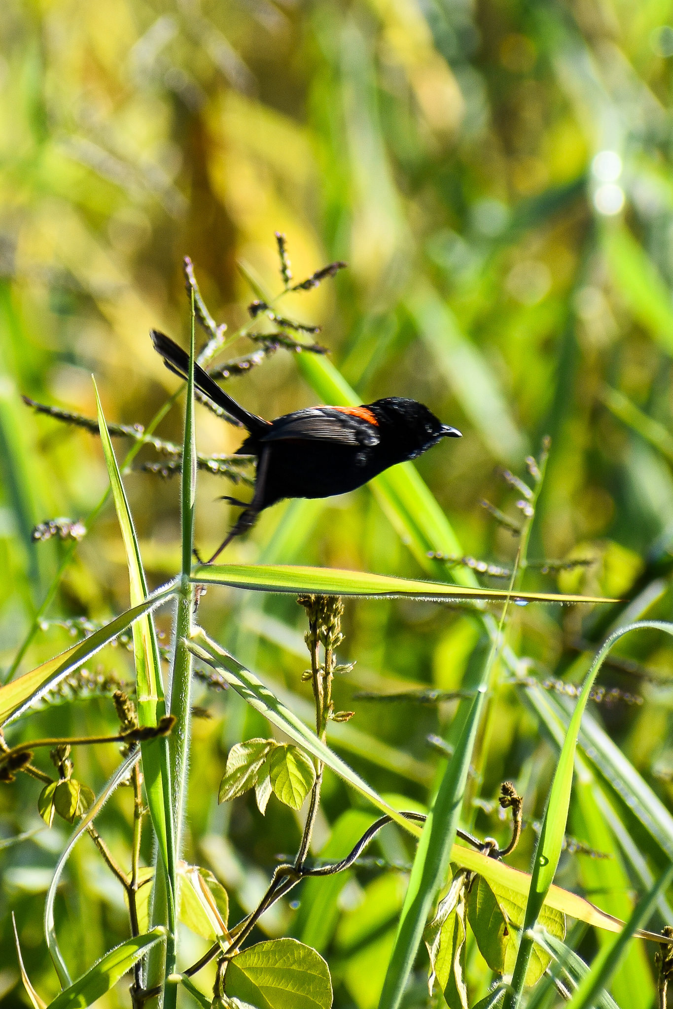 Red-backed Fairywren (Malurus melanocephalus)