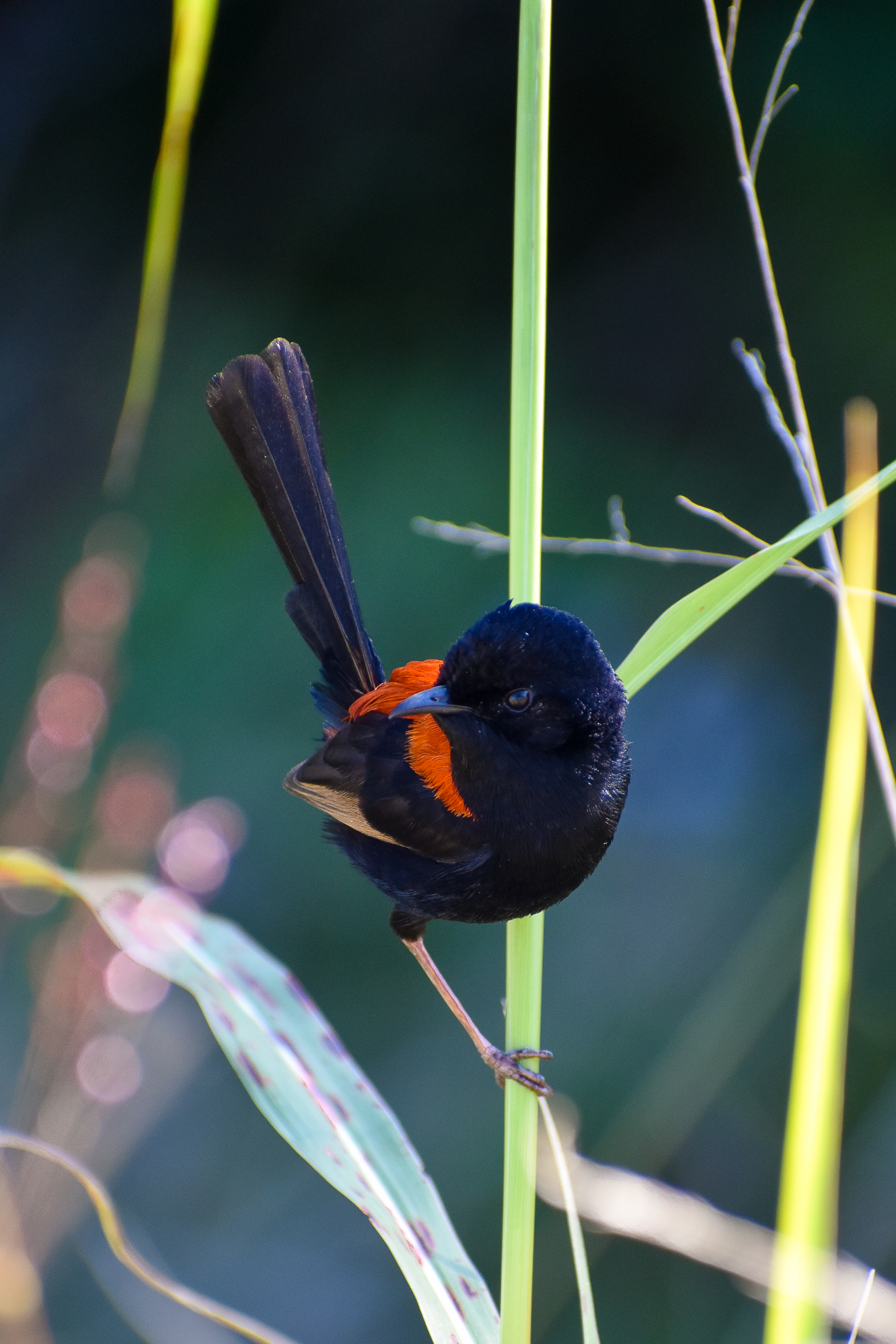 Red-backed Fairywren (Malurus melanocephalus)
