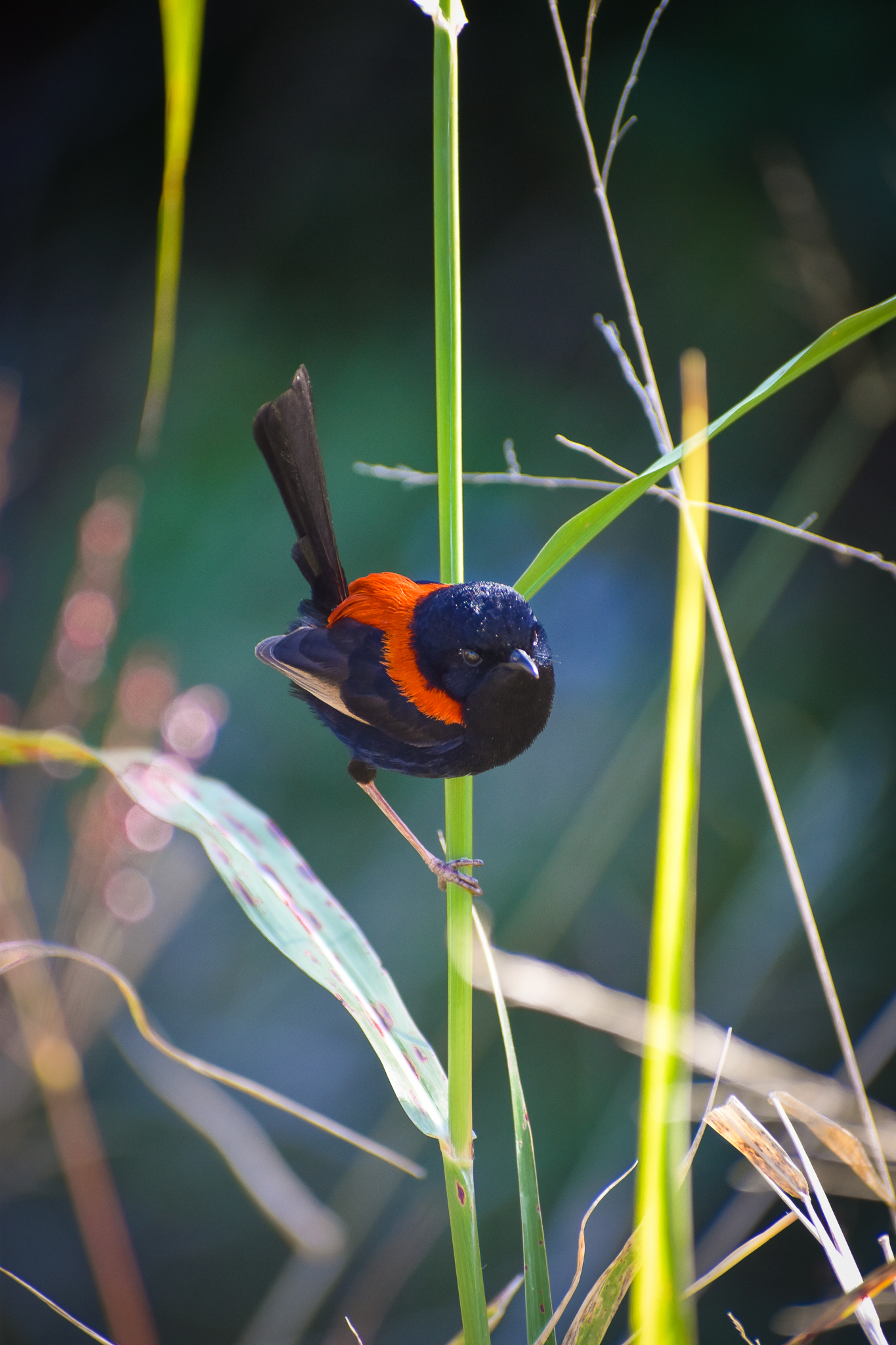 Red-backed Fairywren (Malurus melanocephalus)