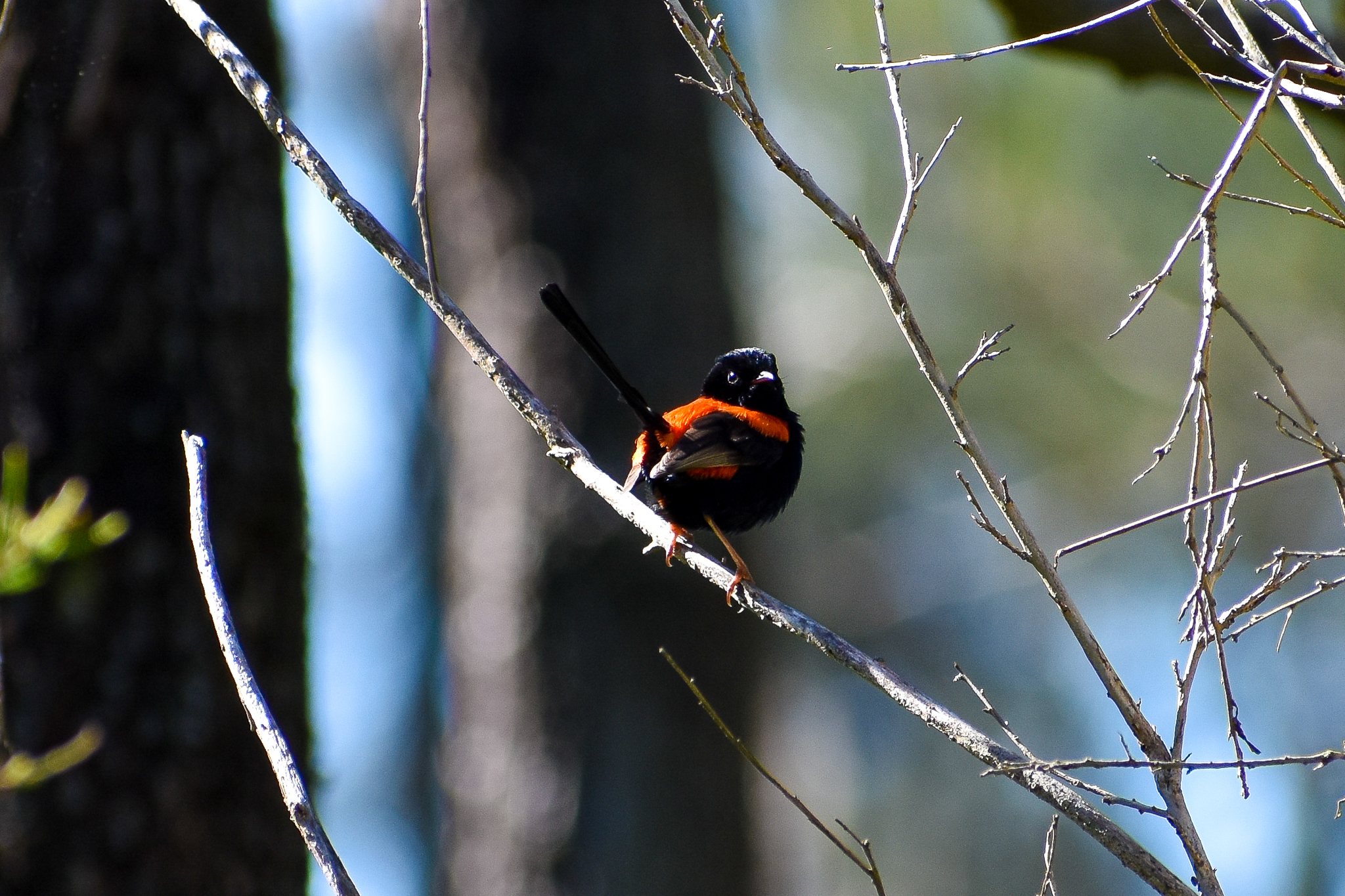 Red-backed Fairywren (Malurus melanocephalus)