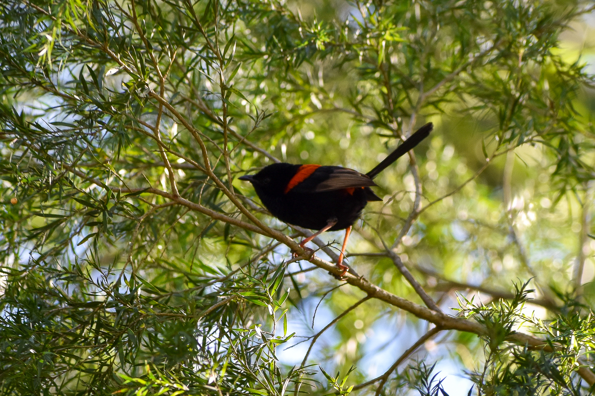 Red-backed Fairywren (Malurus melanocephalus)