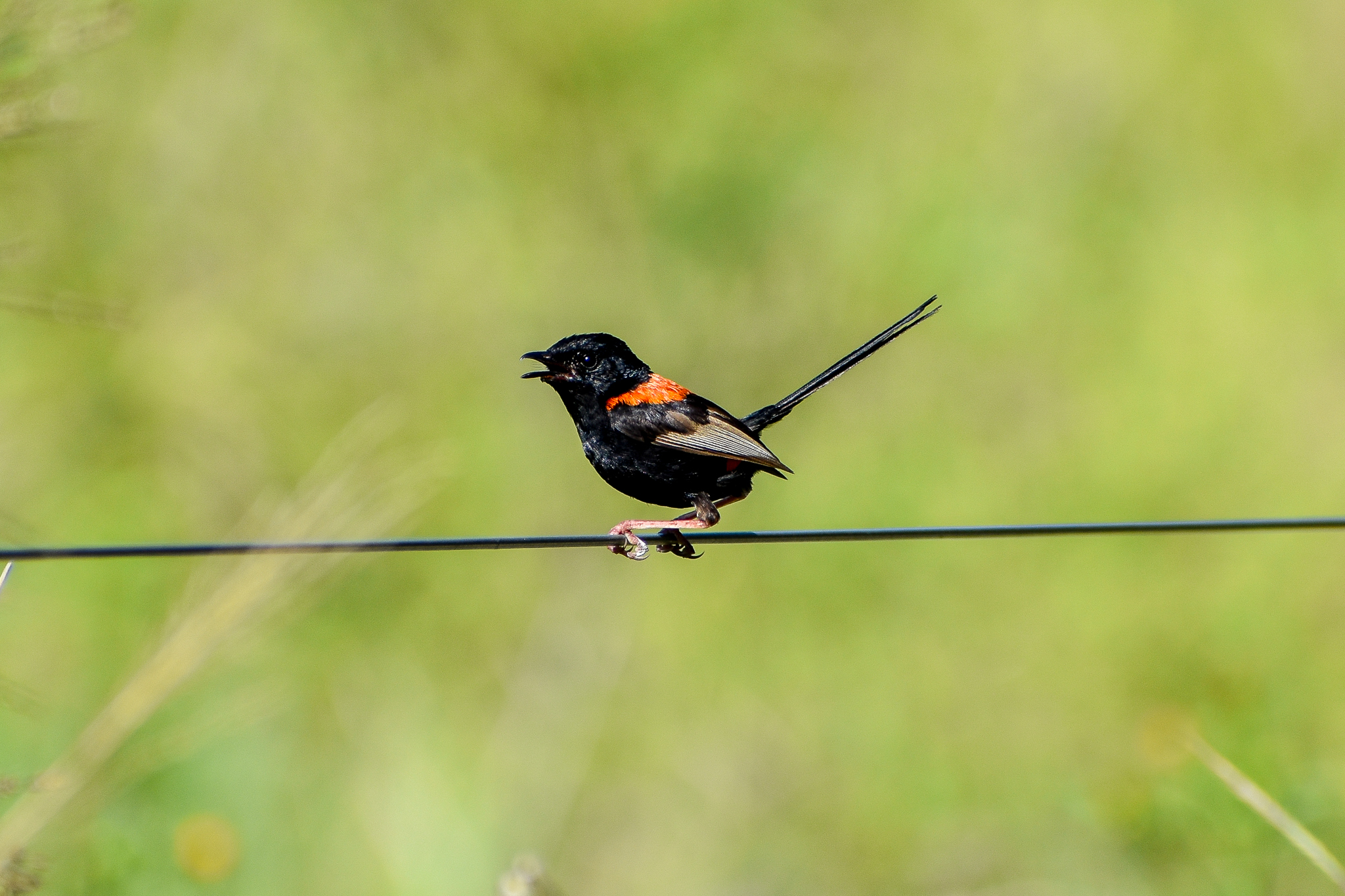 Red-backed Fairywren (Malurus melanocephalus)