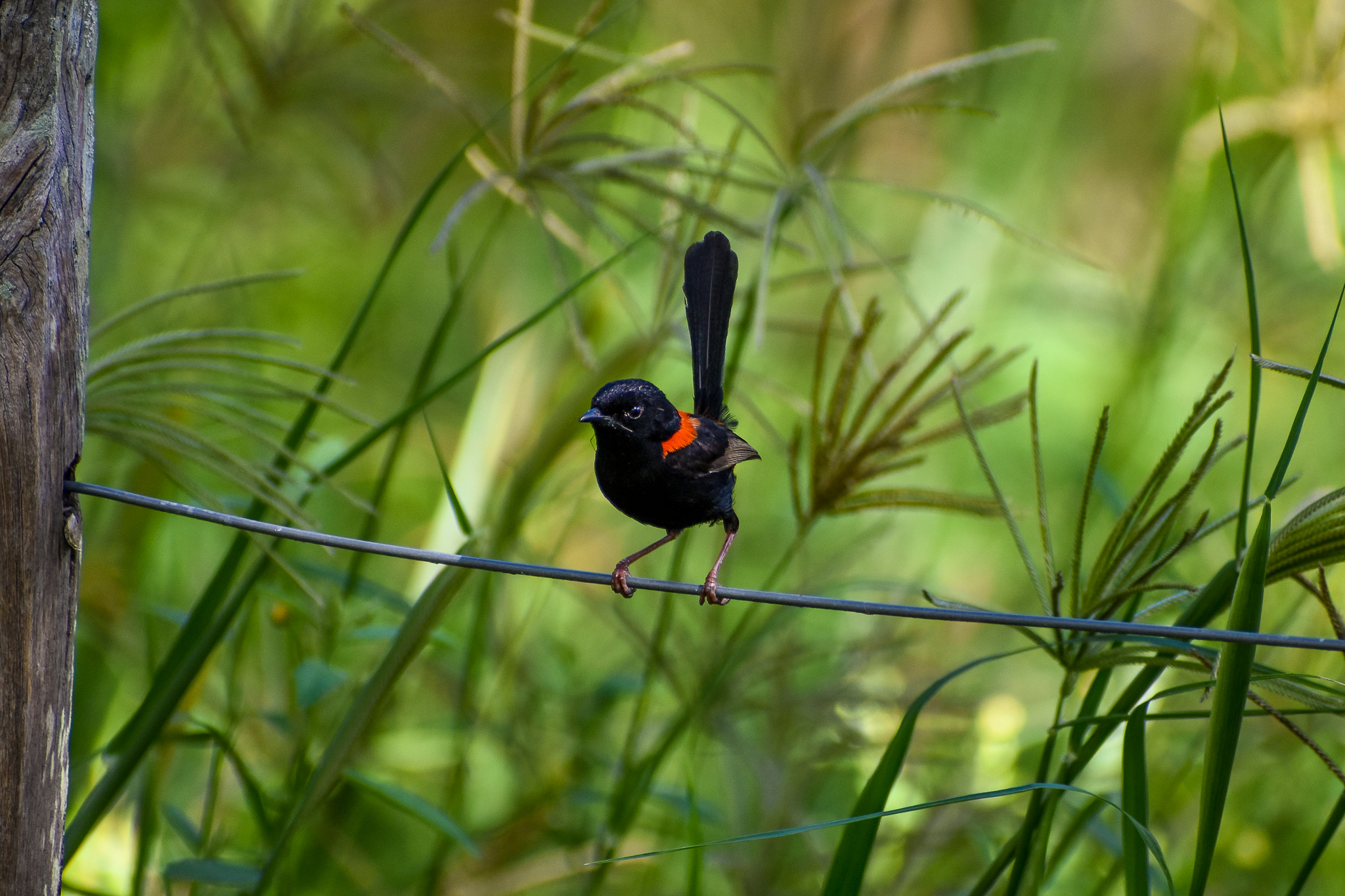 Red-backed Fairywren (Malurus melanocephalus)