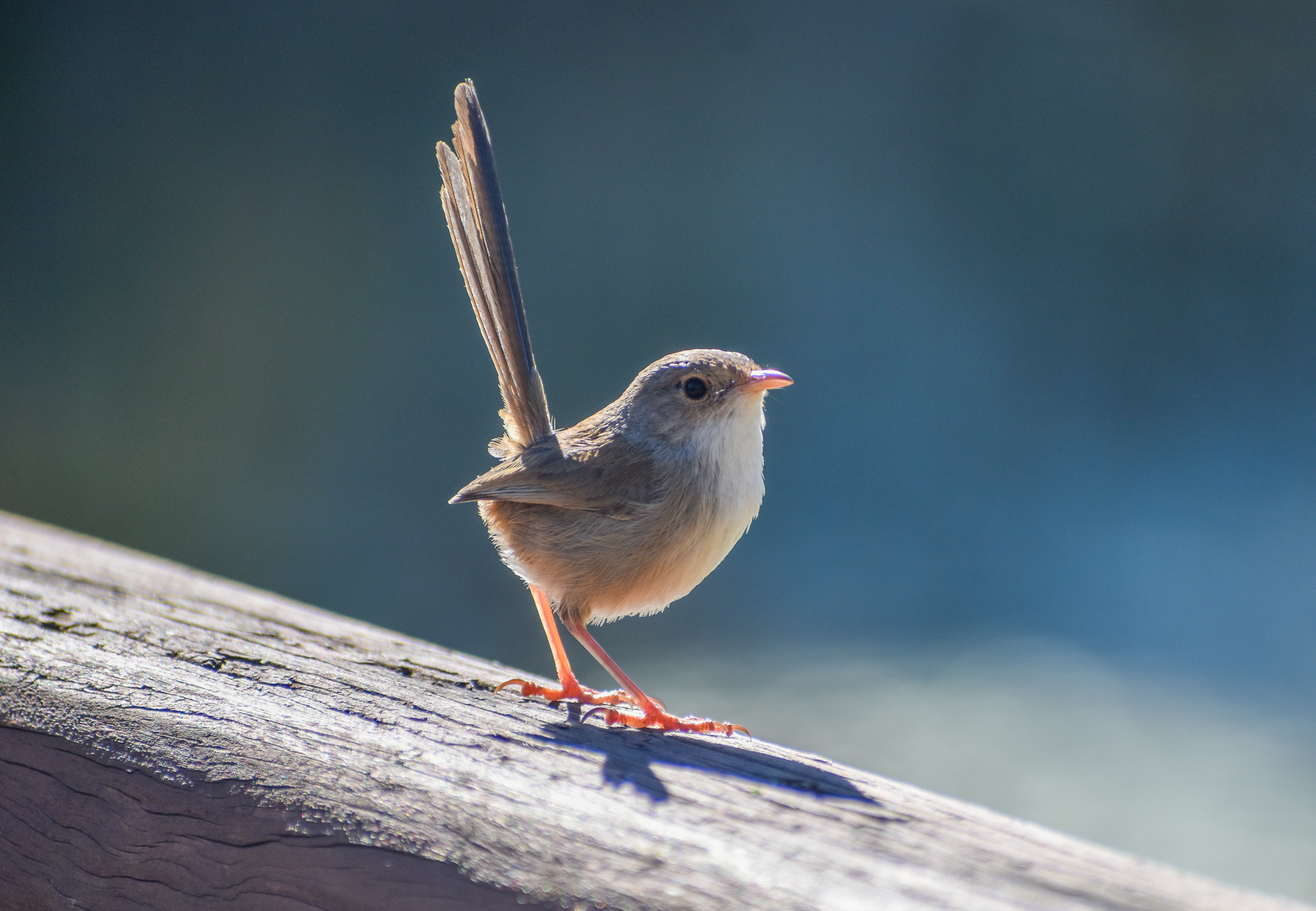 Red-backed Fairywren - wild