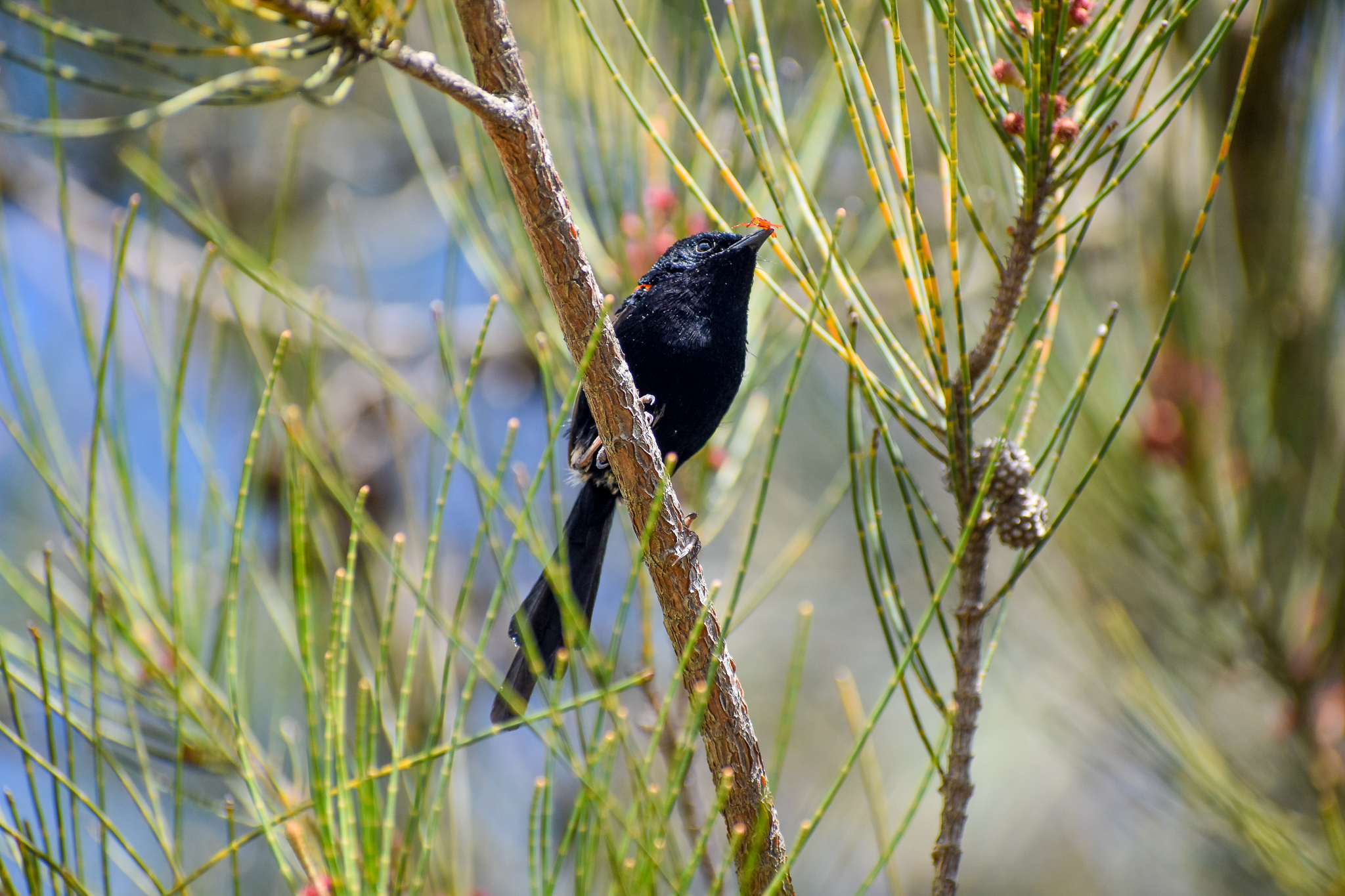 Red-backed Fairywren