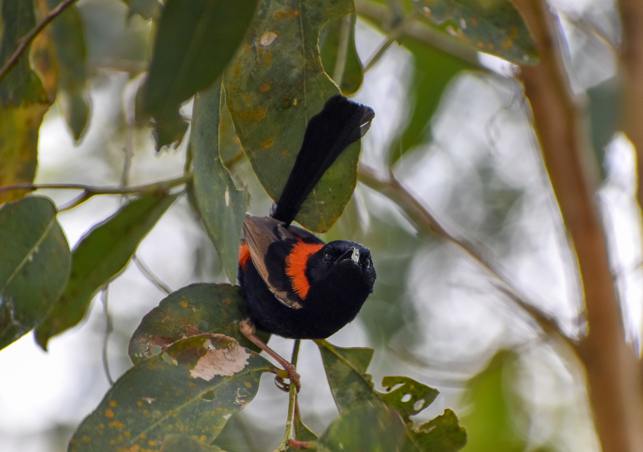 Red-backed Fairywren