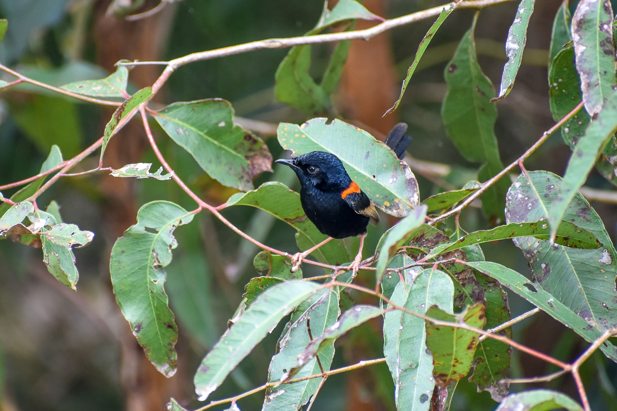 Red-backed Fairywren