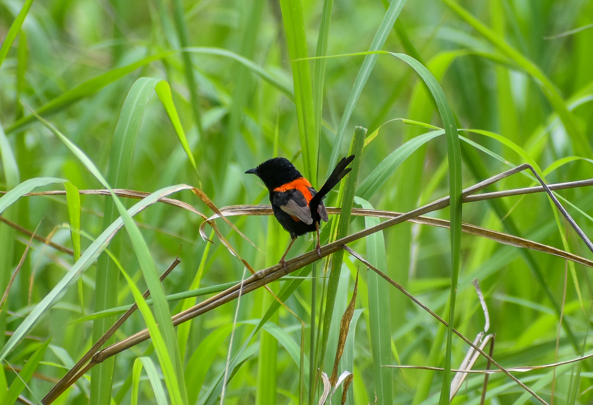 Red-backed Fairywren