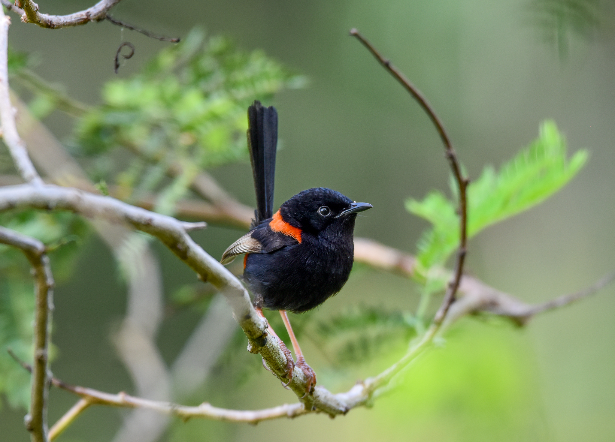 Red-backed Fairywren