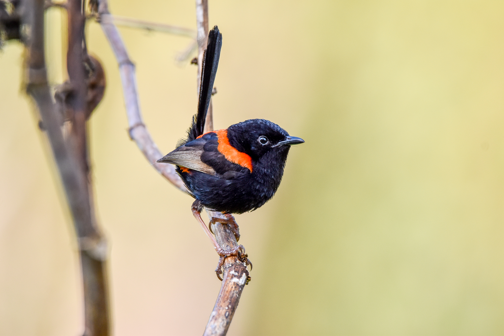 Red-backed Fairywren