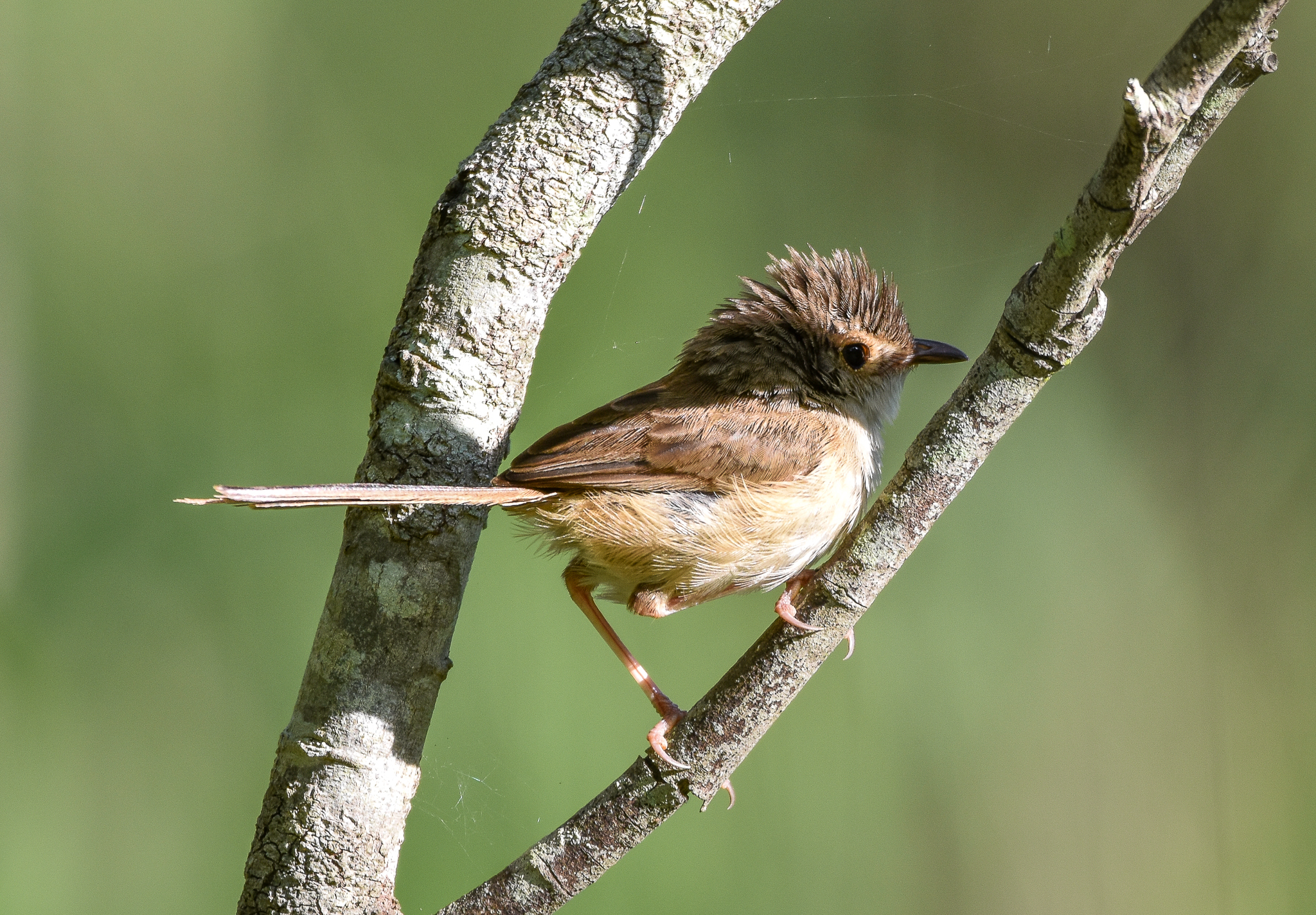 Red-backed Fairywren