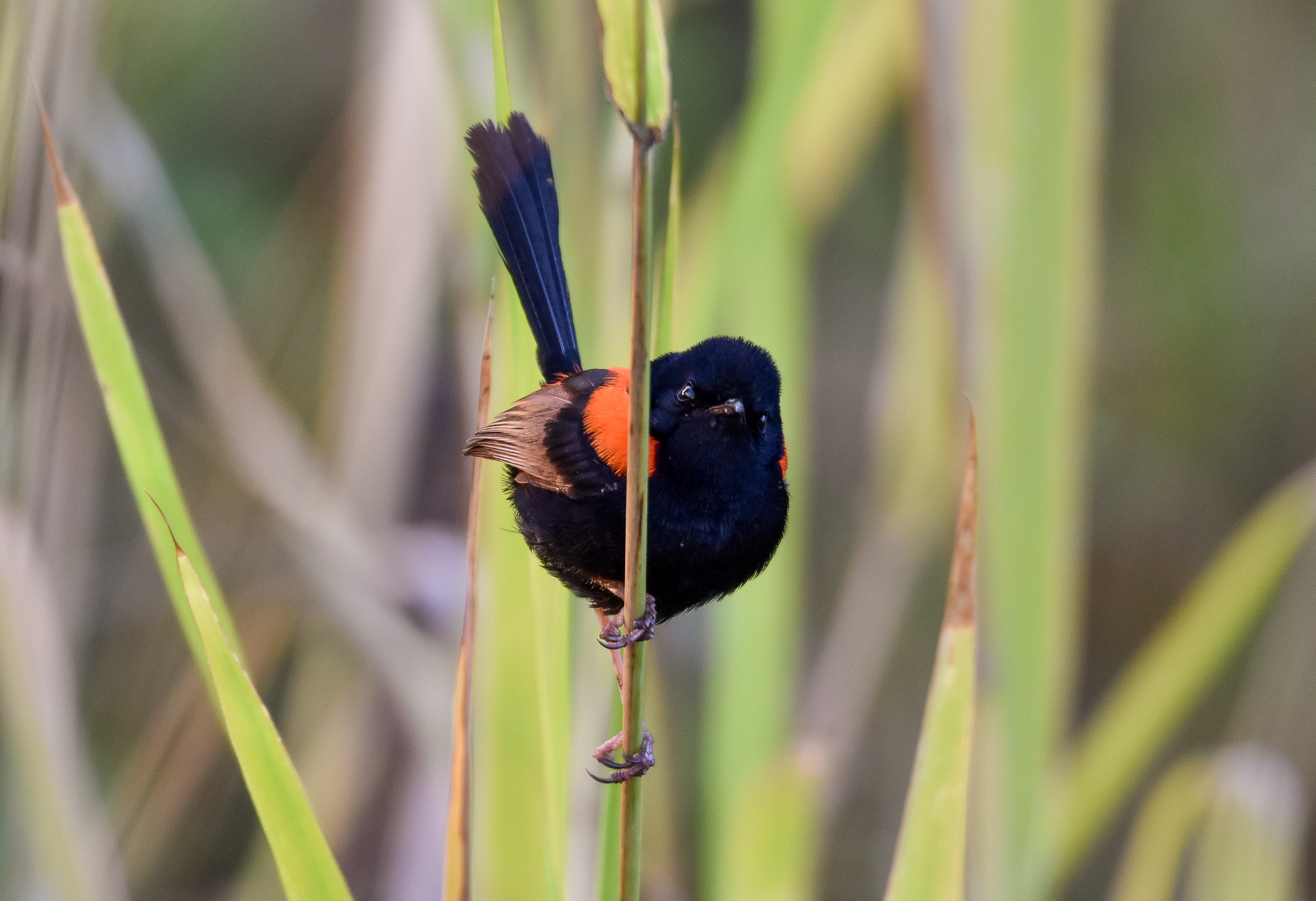 Red-backed Fairywren