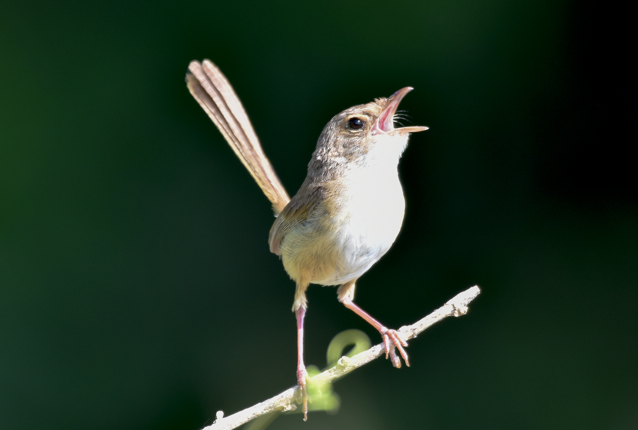 Red-backed Fairywren