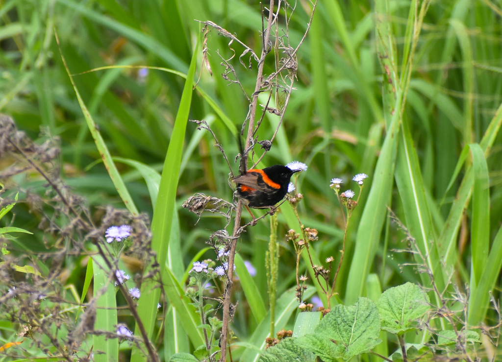 Red-backed Fairywren