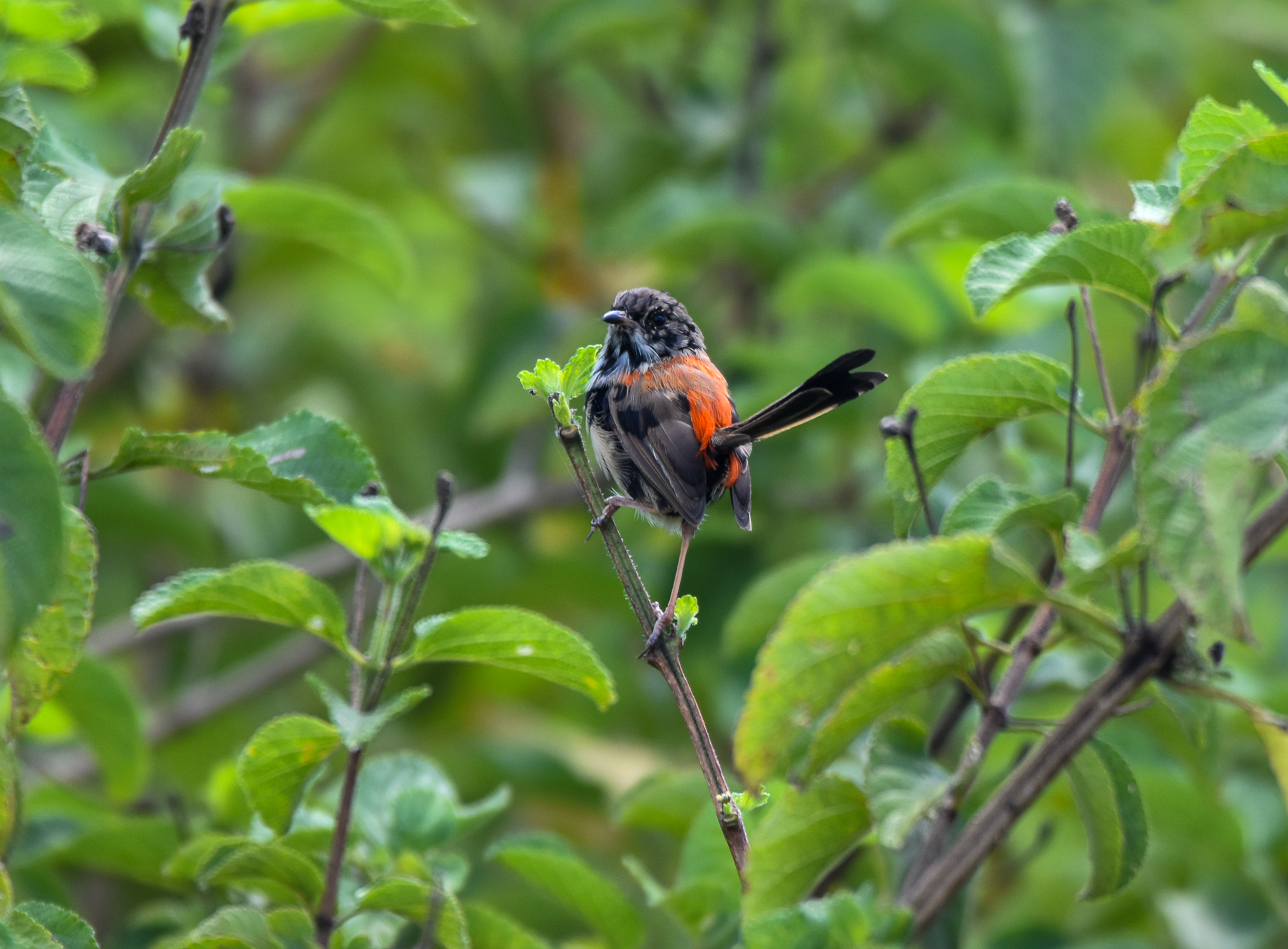 Red-backed Fairywren