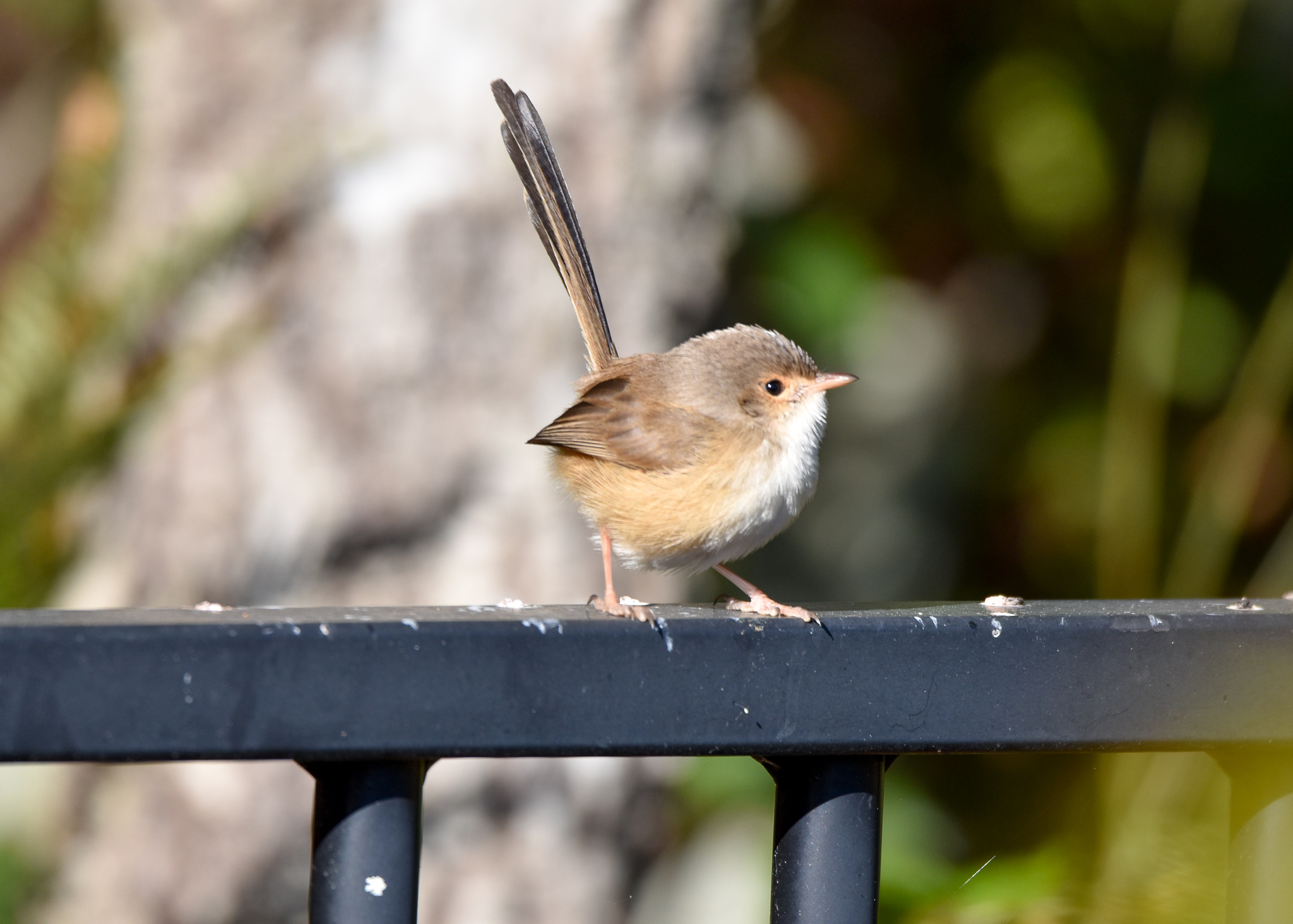 Red-backed Fairywren