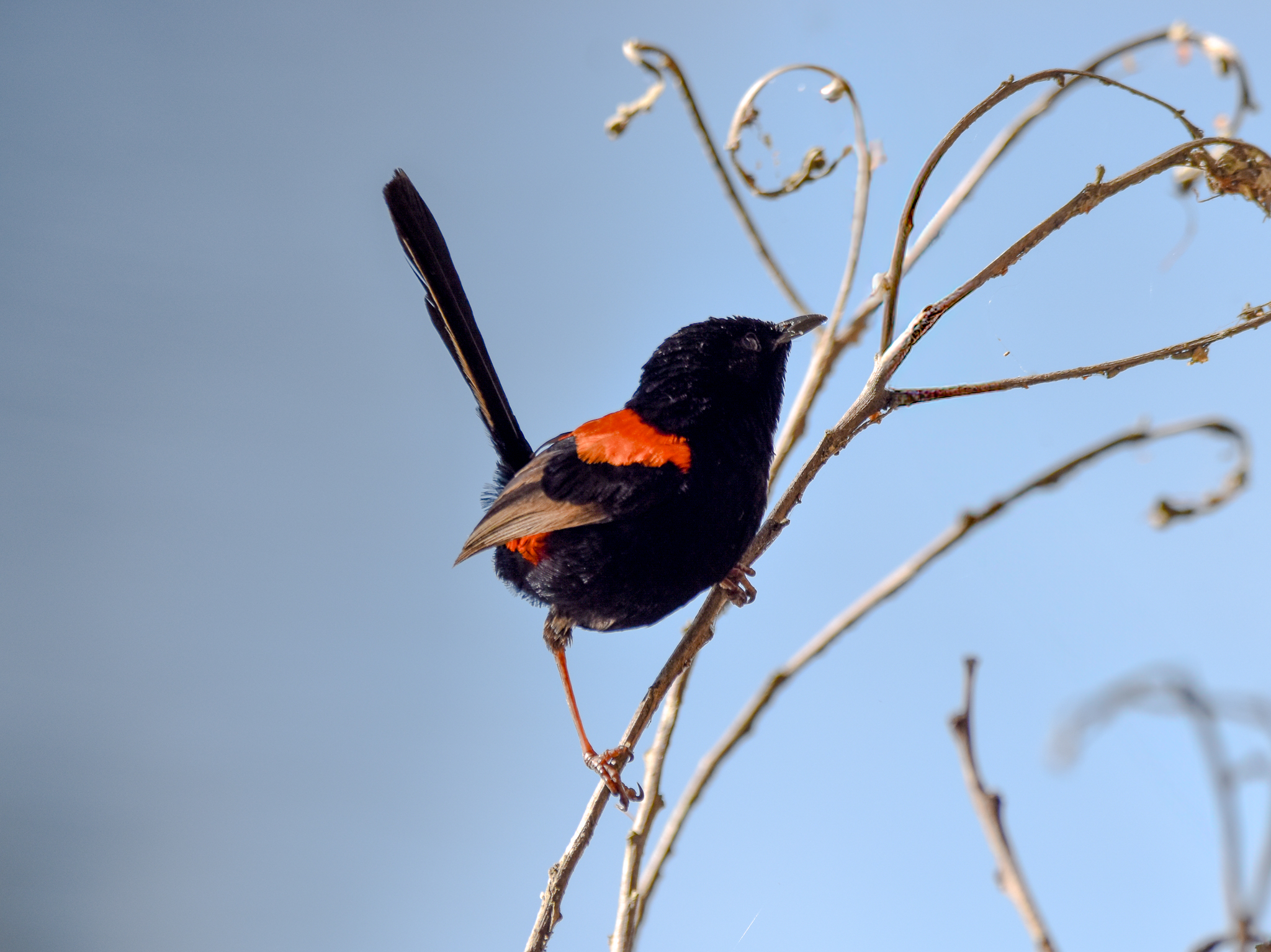 Red-backed Fairywren