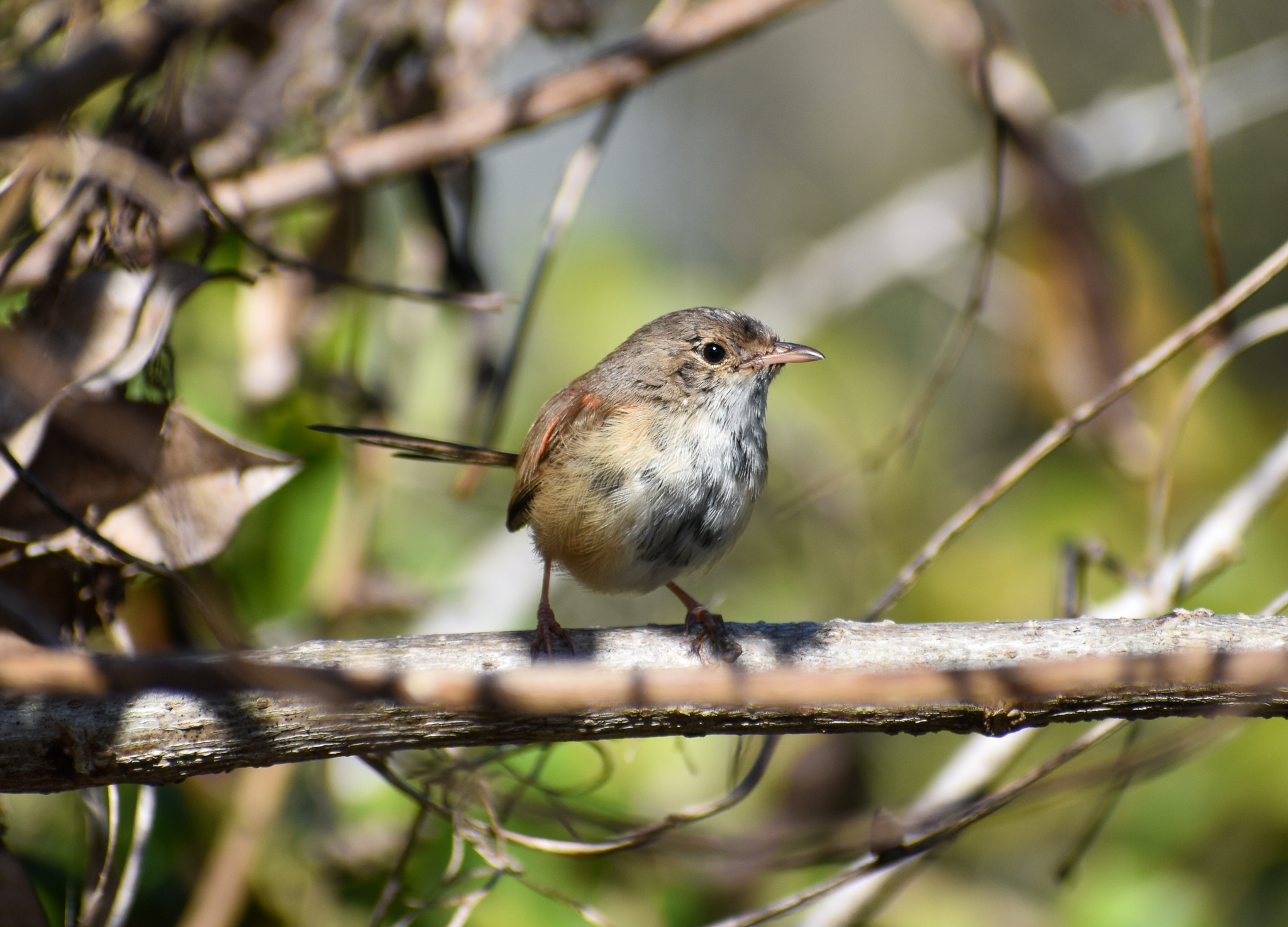 Red-backed Fairywren