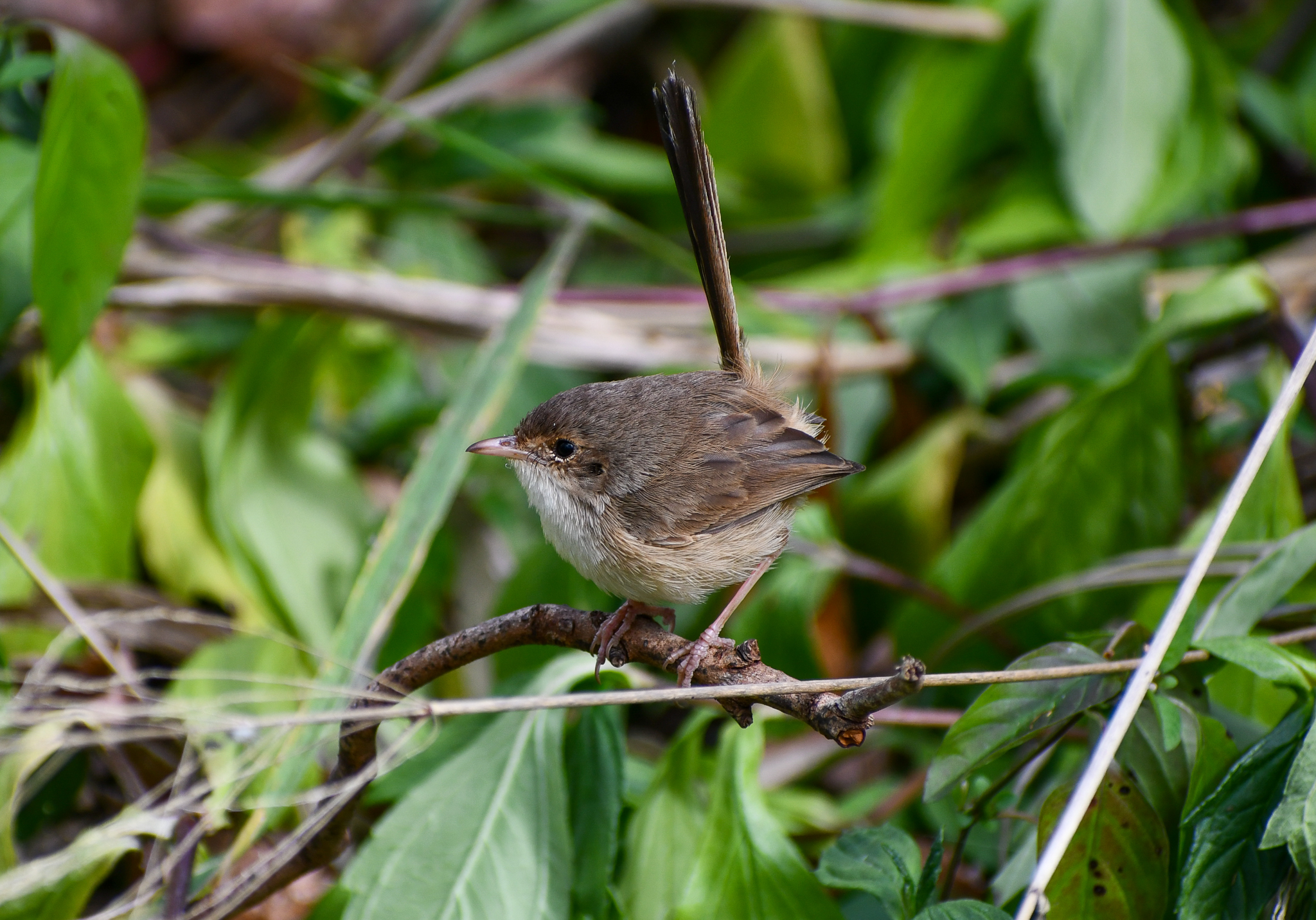 Red-backed Fairywren