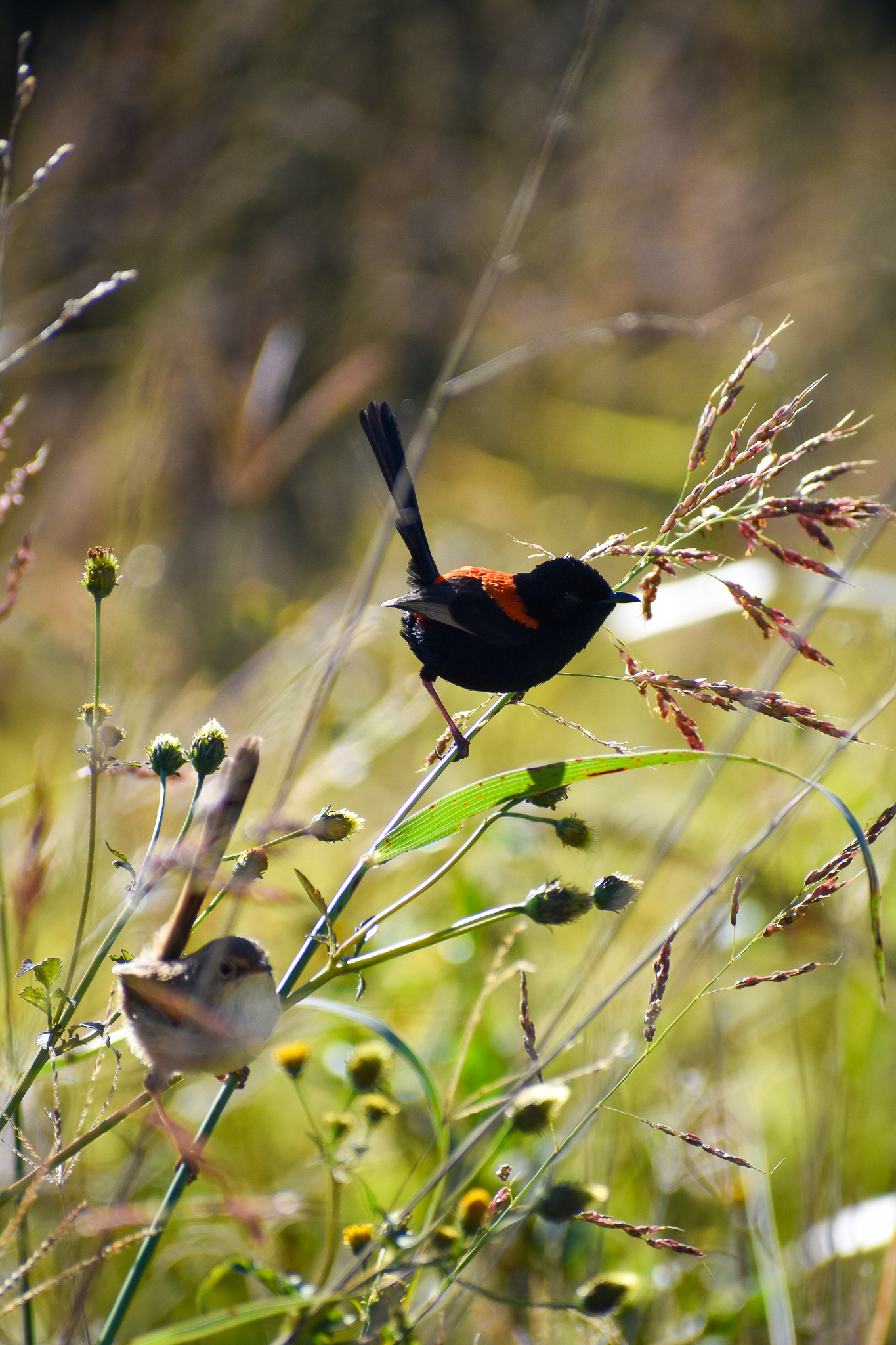 Red-backed Fairywrens (Malurus melanocephalus)
