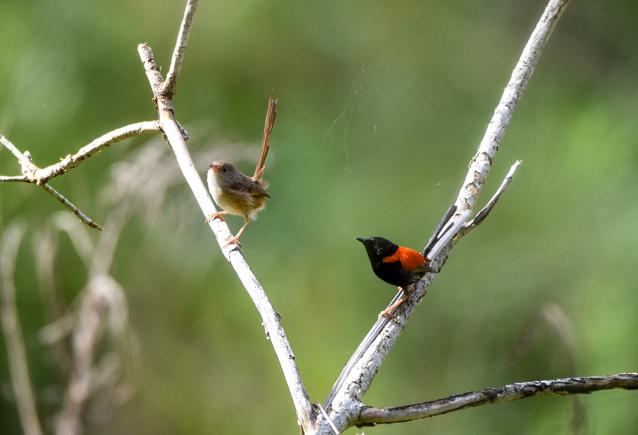 Red-backed Fairywrens