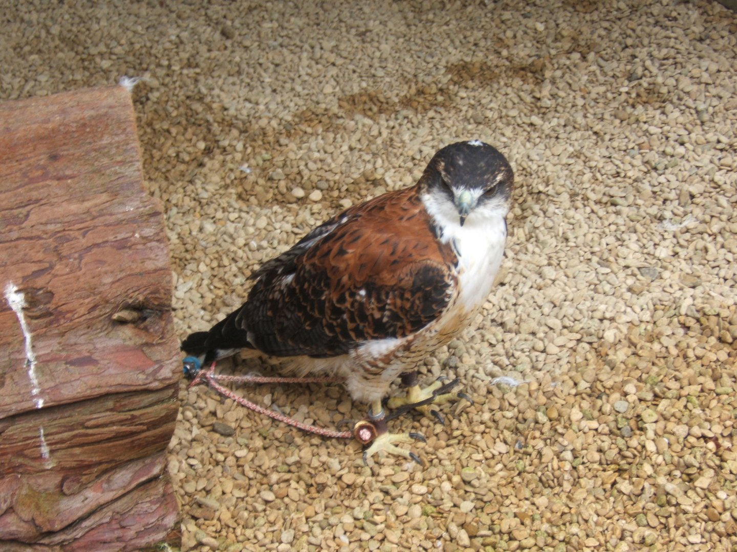 Red-backed Hawk 10/09/2017