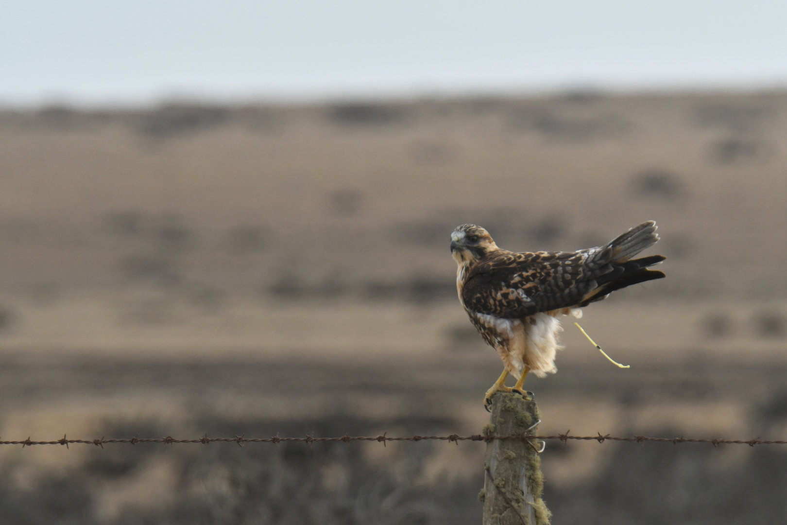 Red-backed Hawk Geranoaetus polyosoma