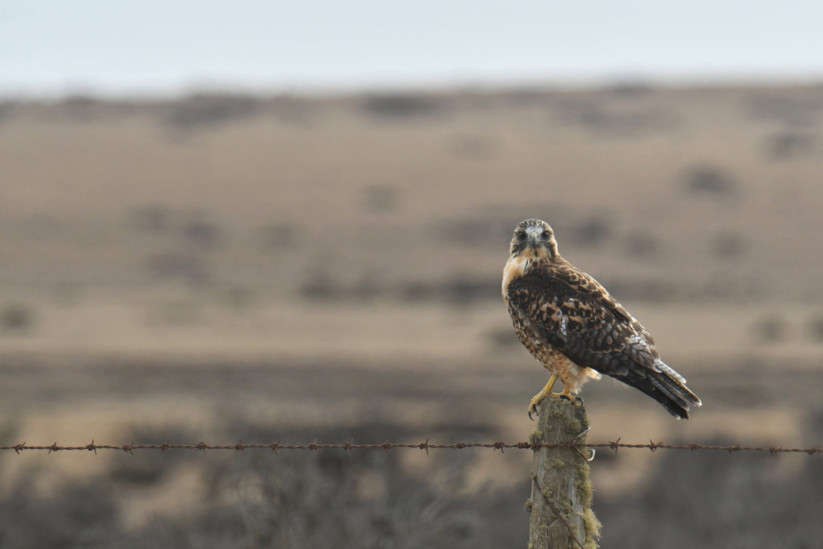 Red-backed Hawk Geranoaetus polyosoma